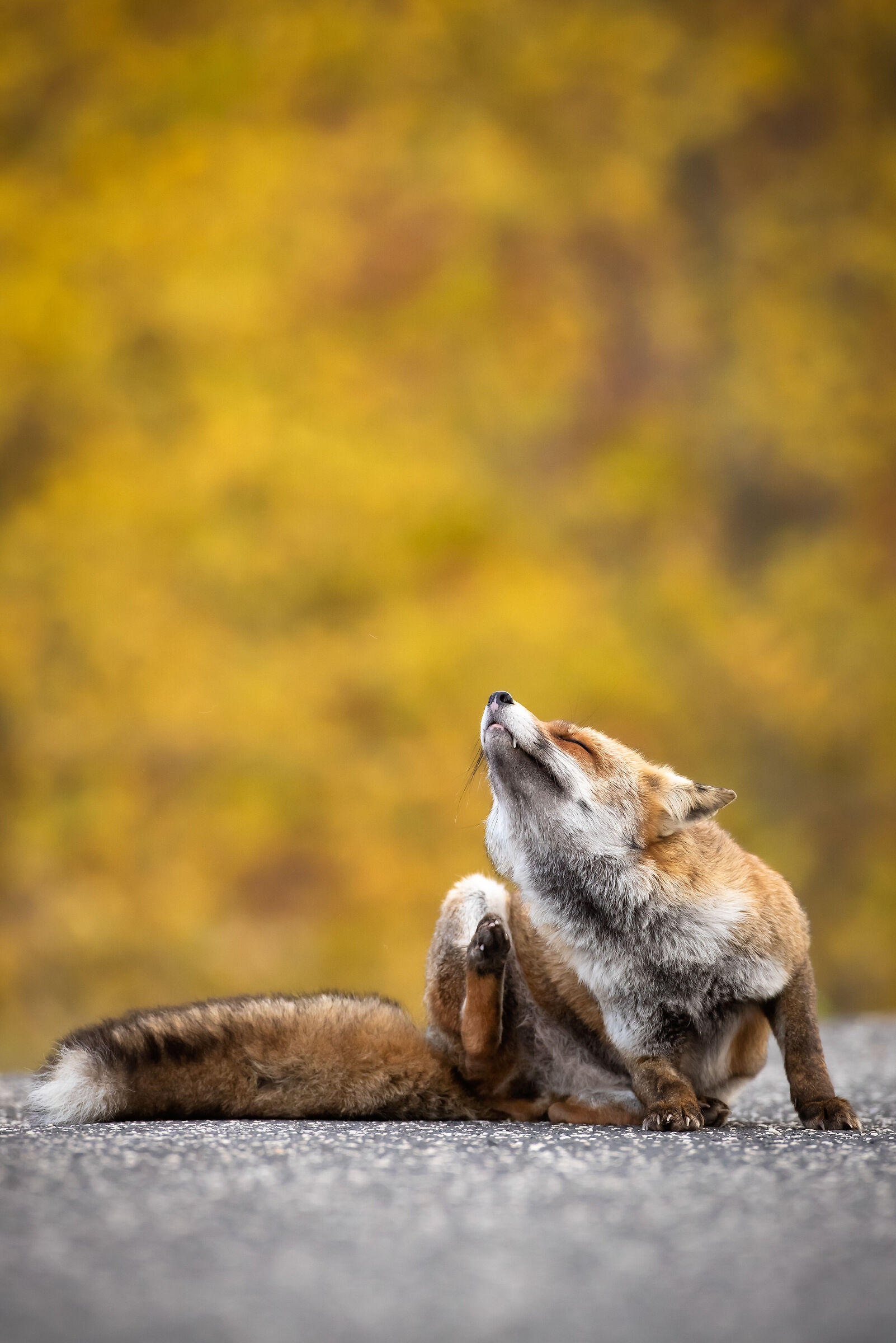 Fox