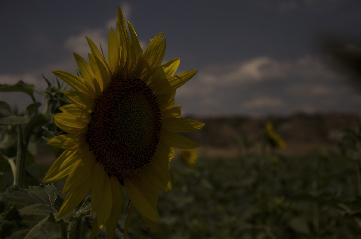 Sunflower