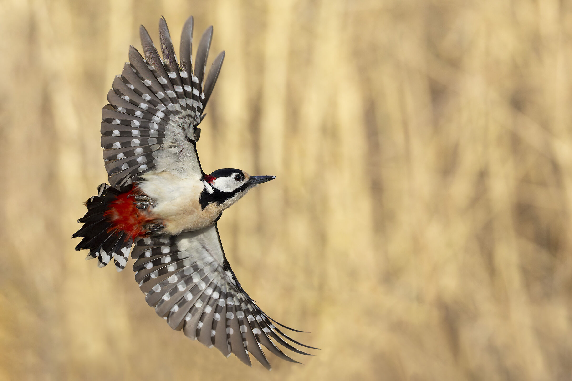 Pichio Rosso maggiore (M)
