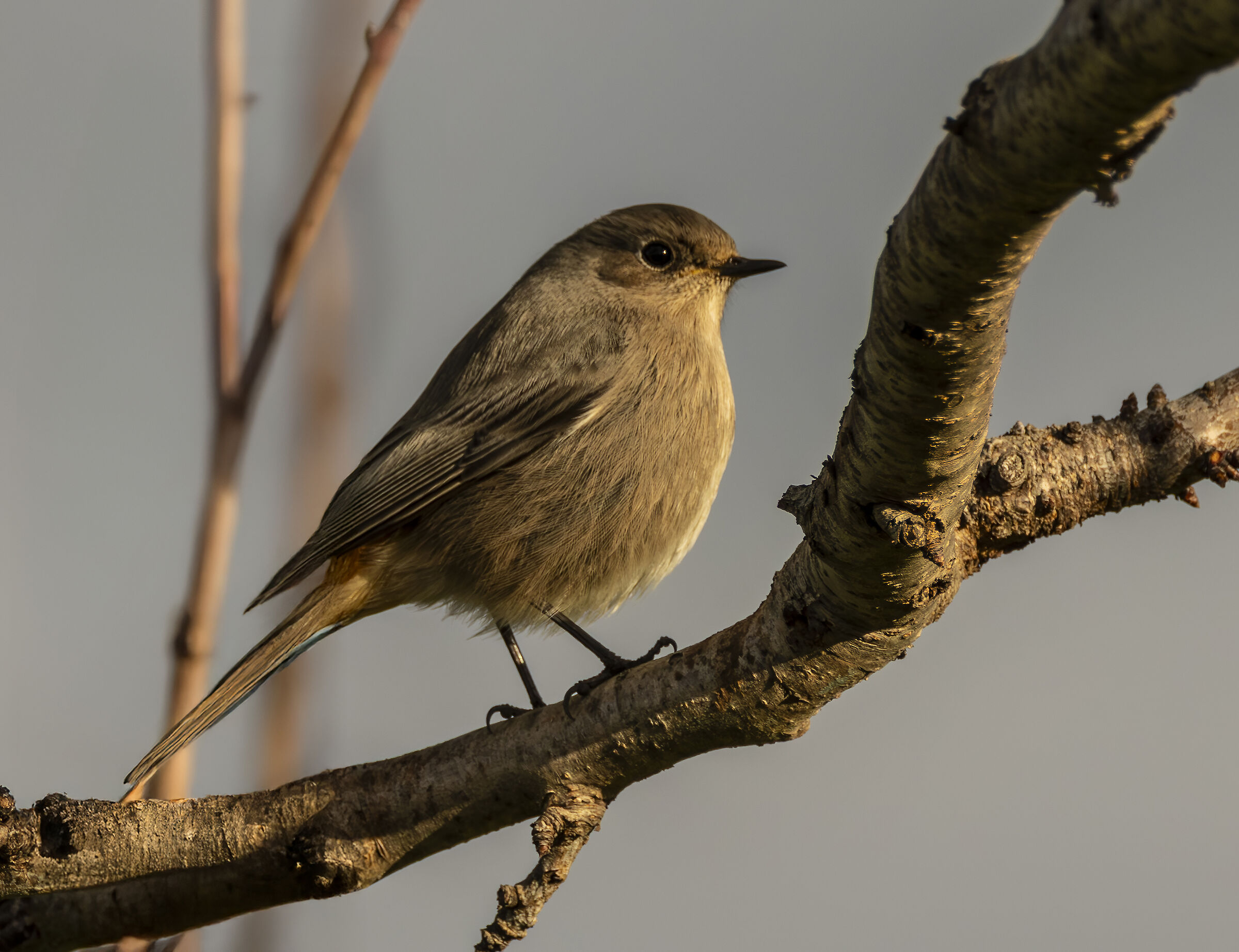 black redstart