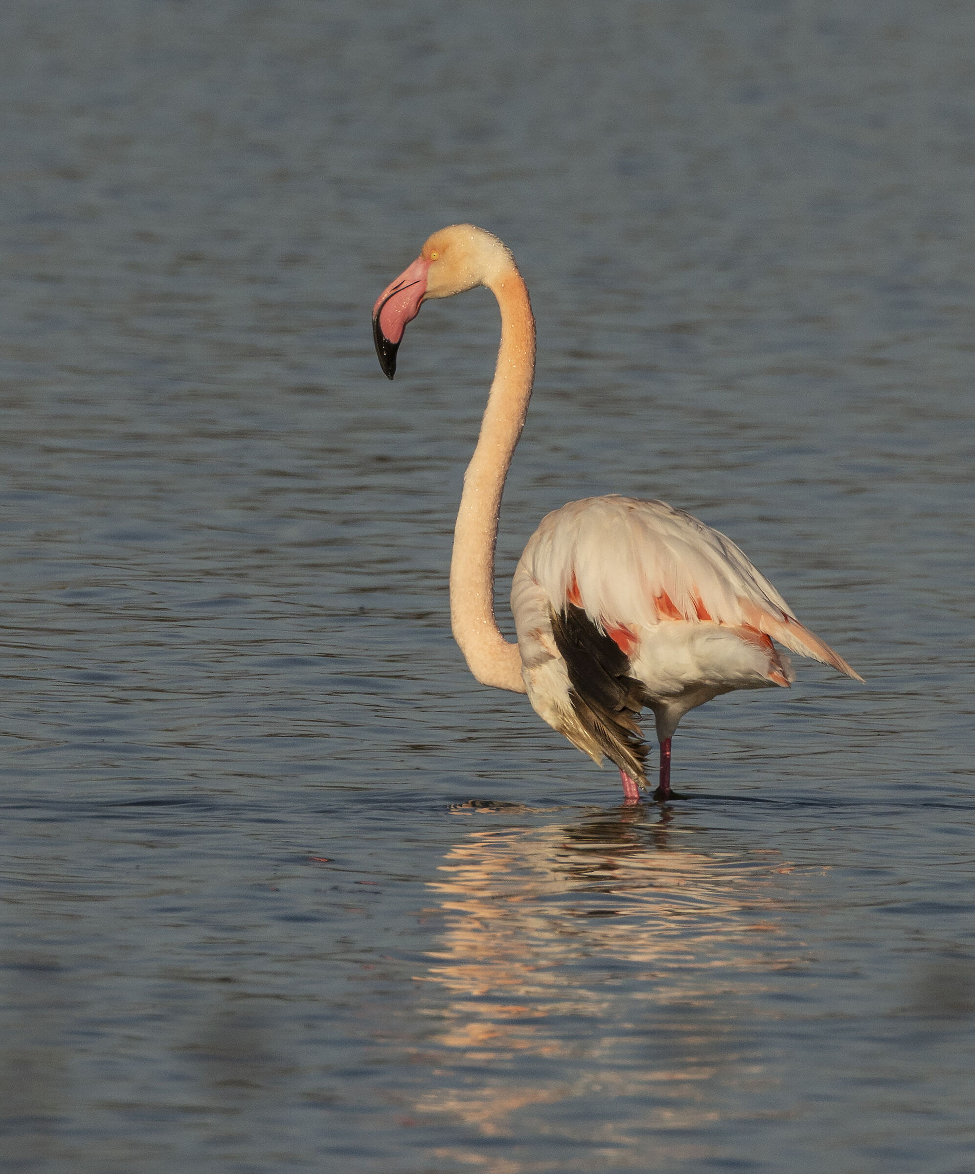 pink flamingo