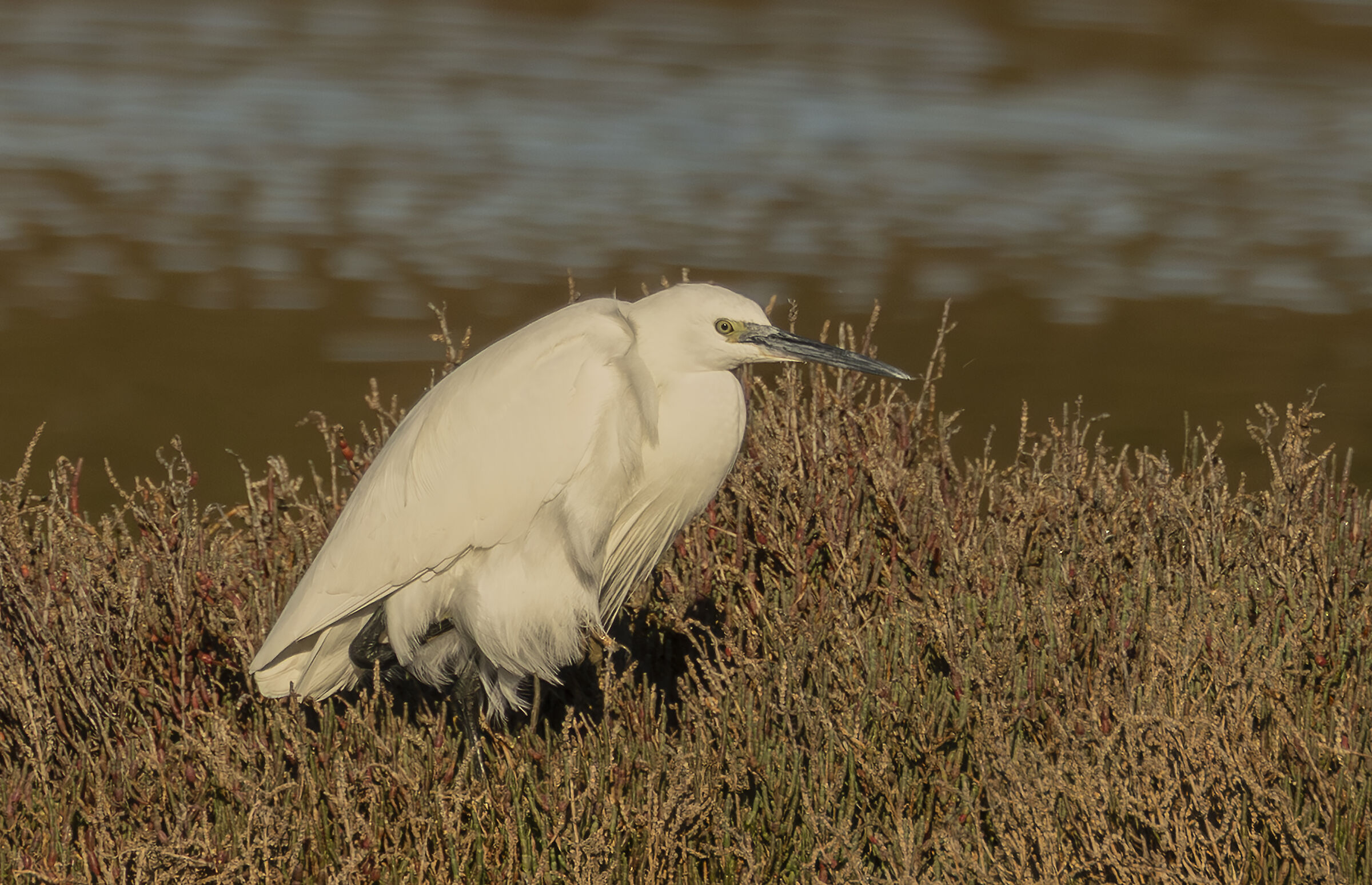egret