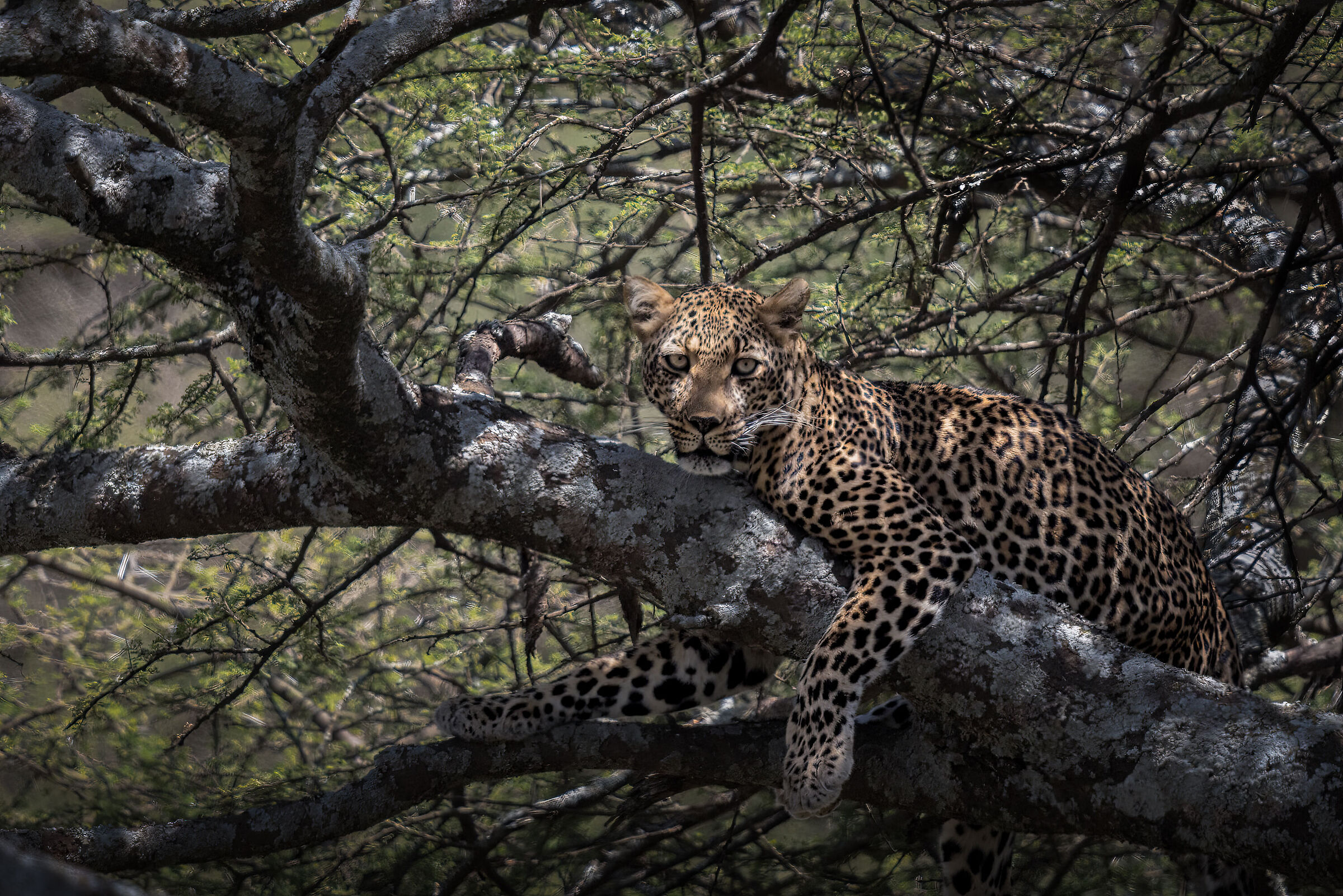 Mimetizzato tra le fronde
