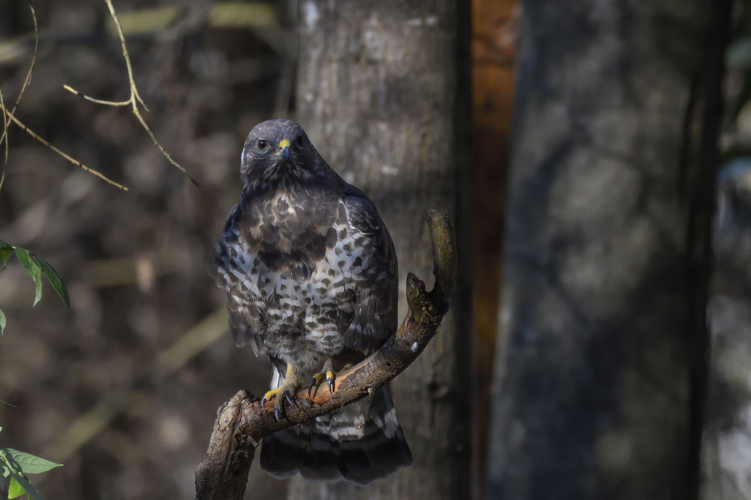 Poiana (Buteo buteo)