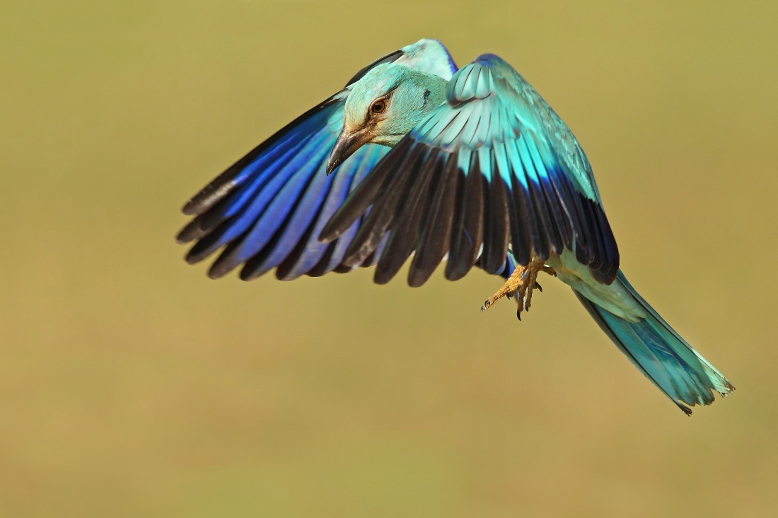 European Roller