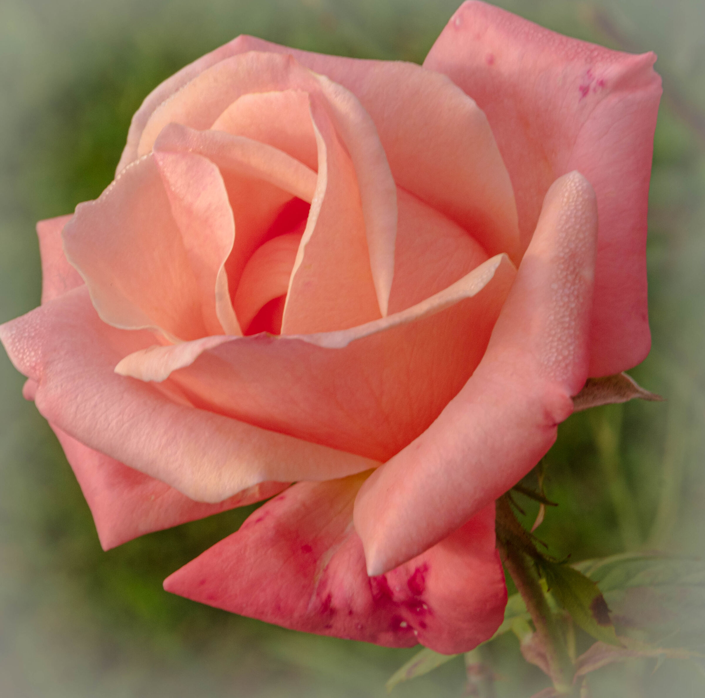 the beautiful