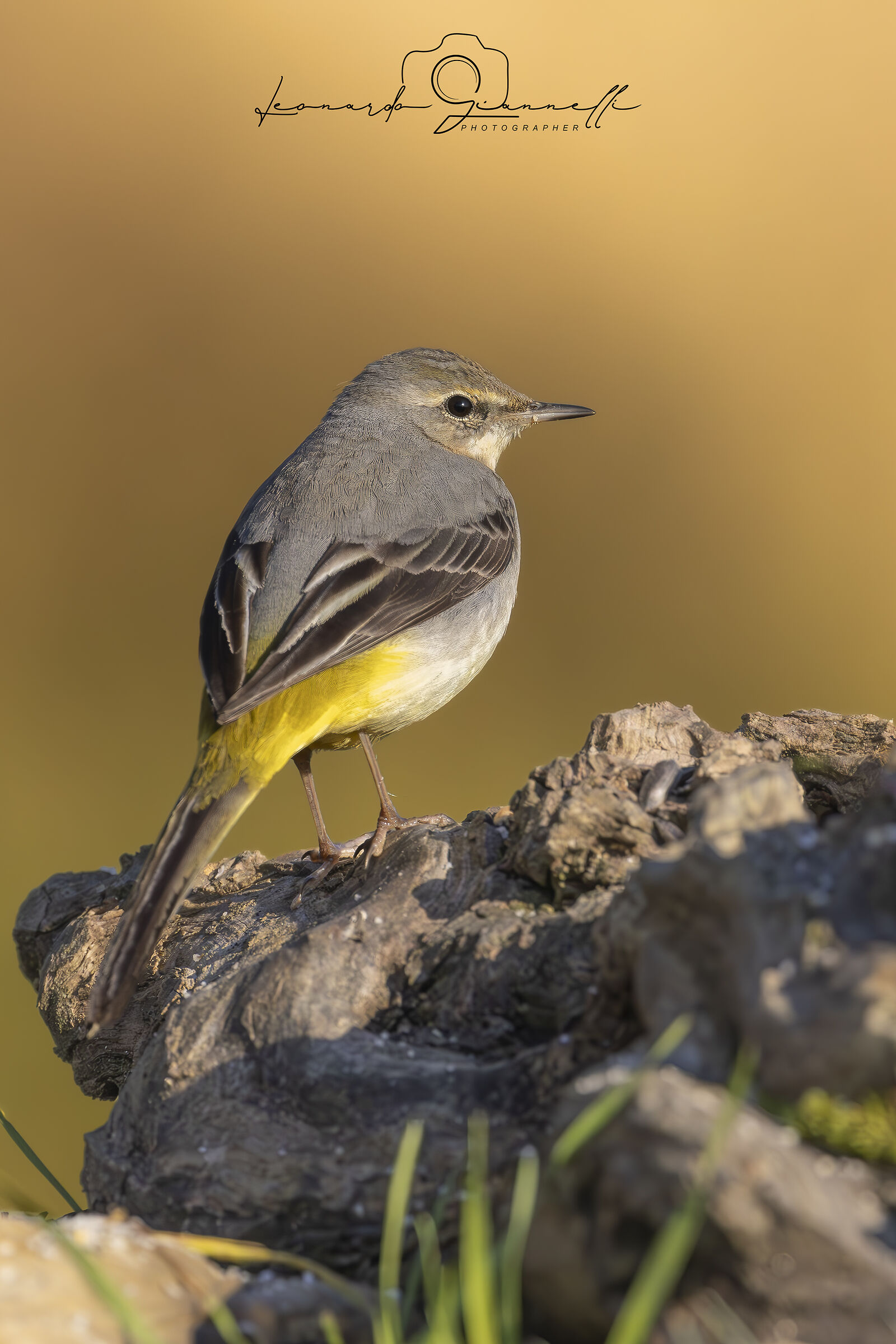 Yellow Wagtail (Motacilla cinerea)