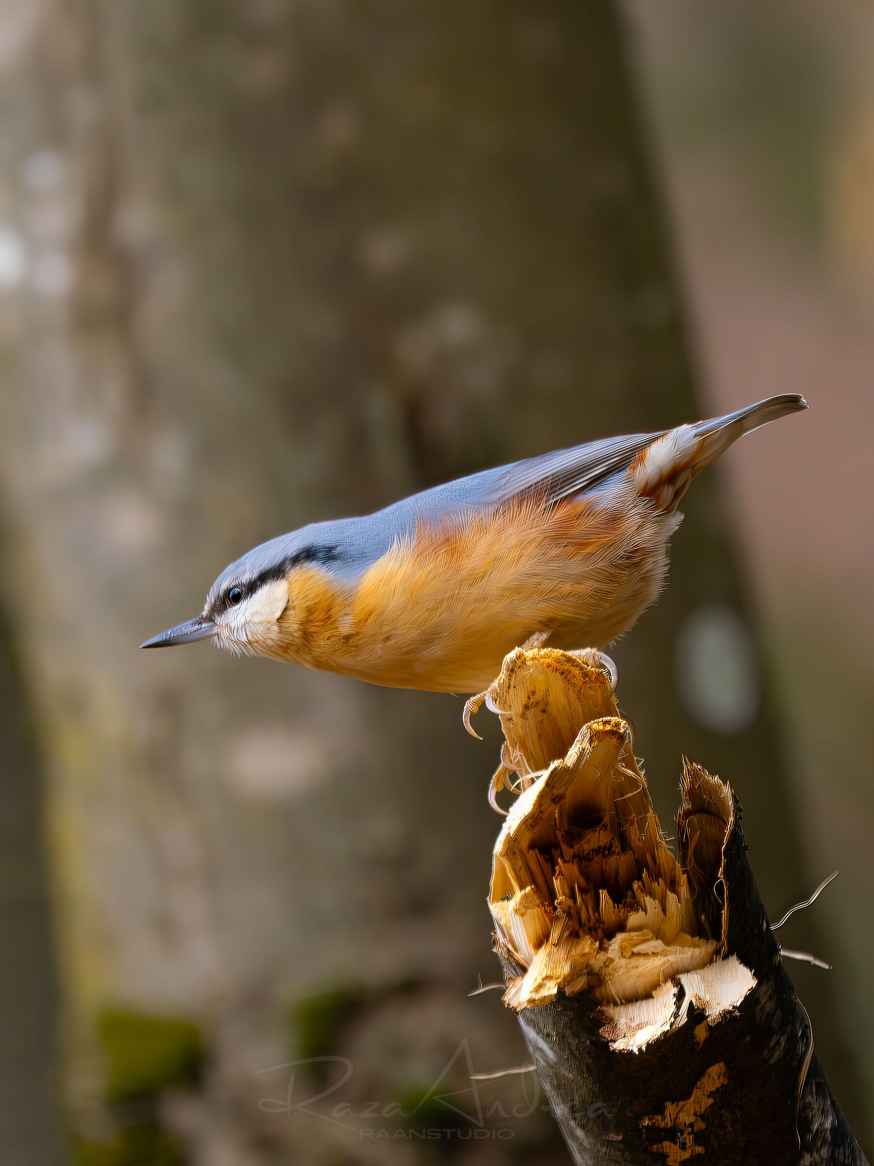 The Nuthatch