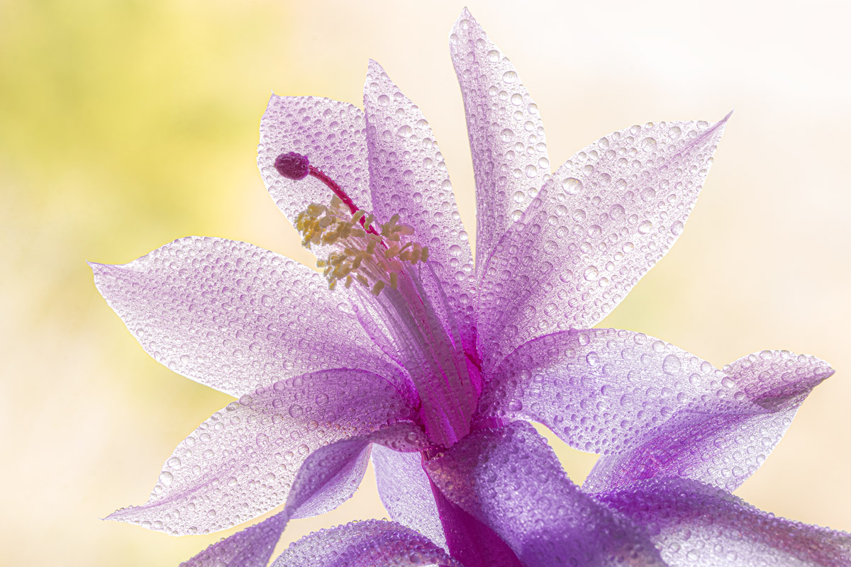 Easter Cactus
