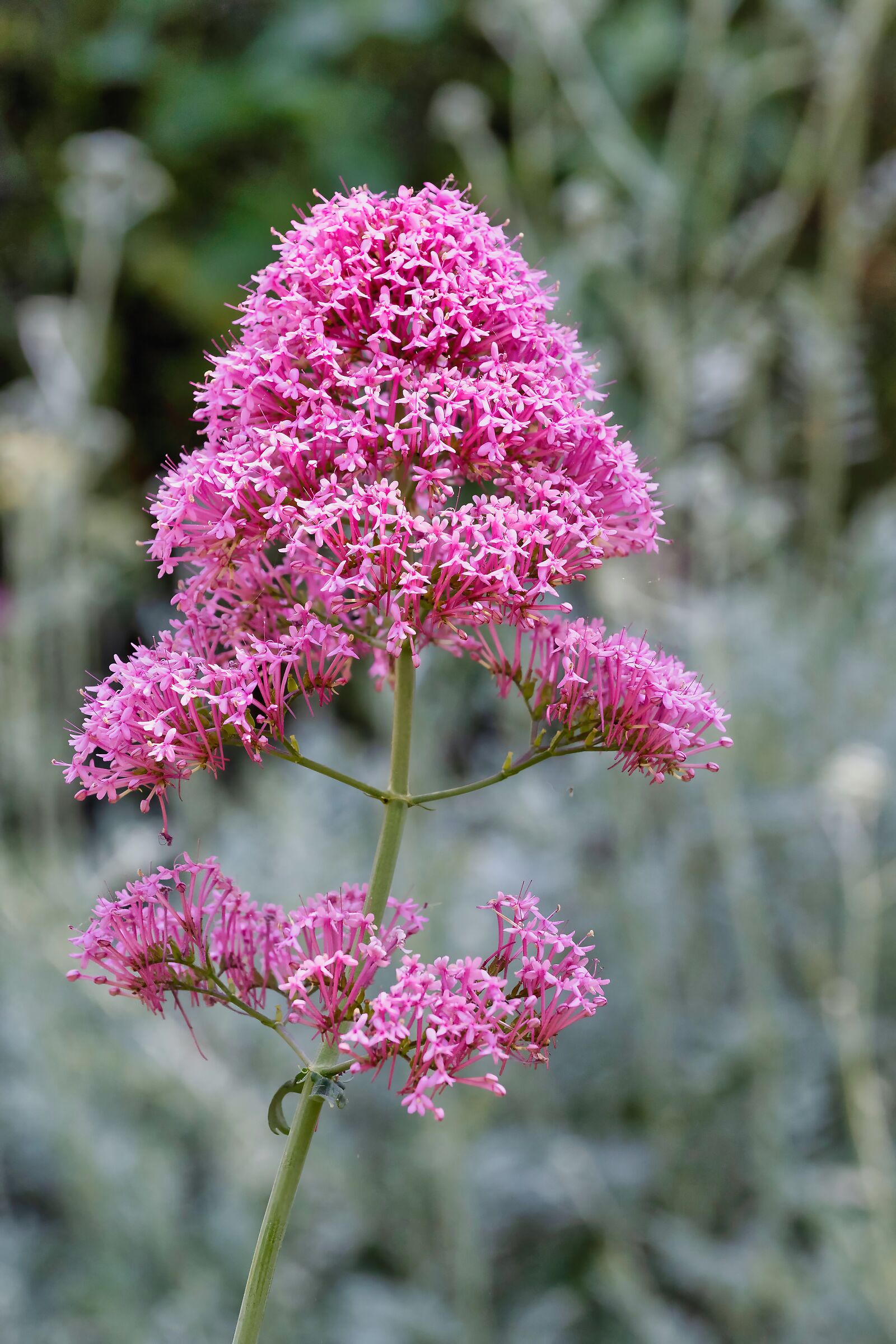 Valeriana rossa