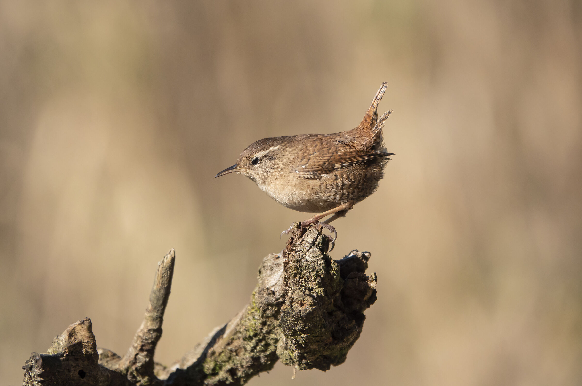 Wren