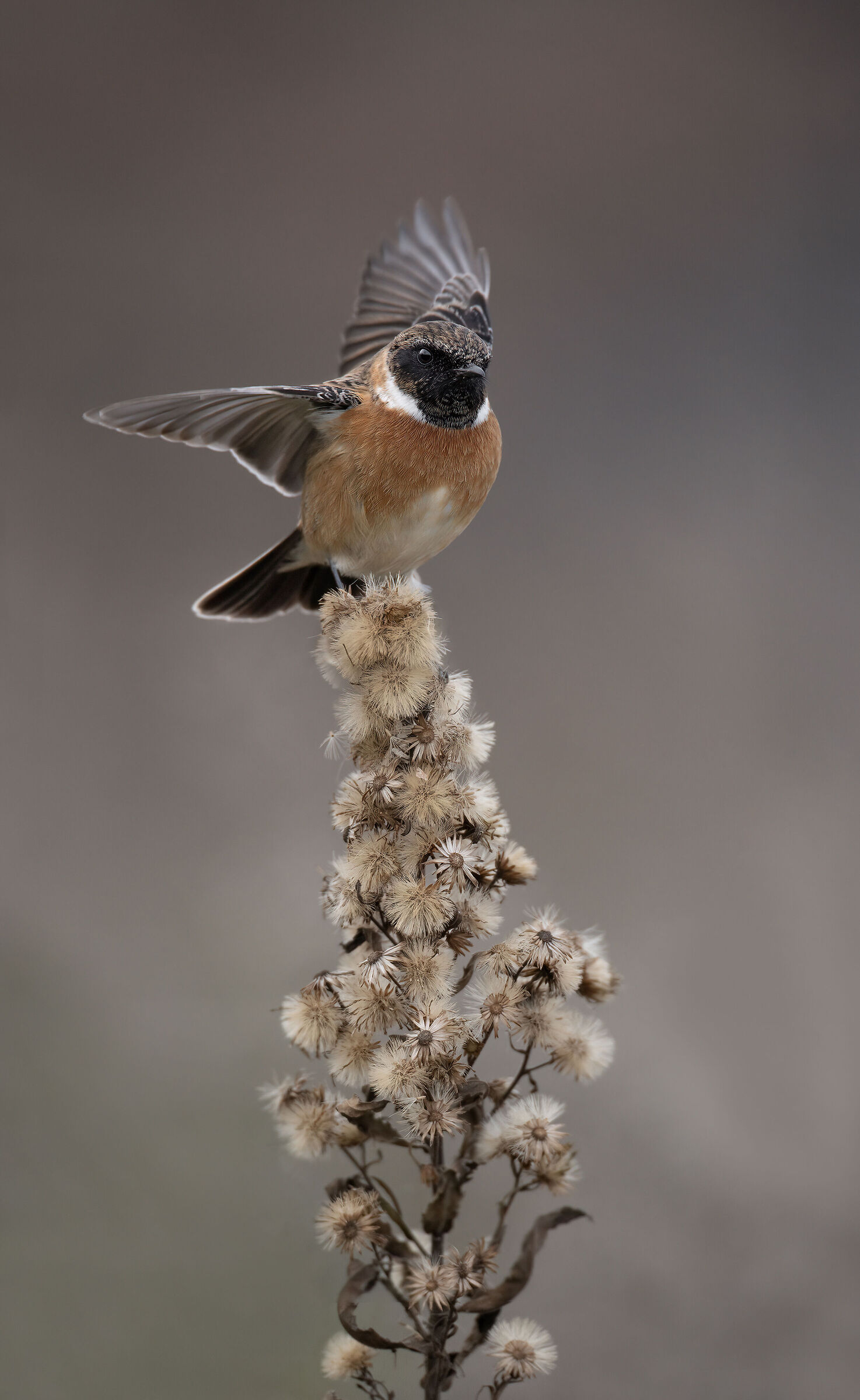 Stonechat, m.