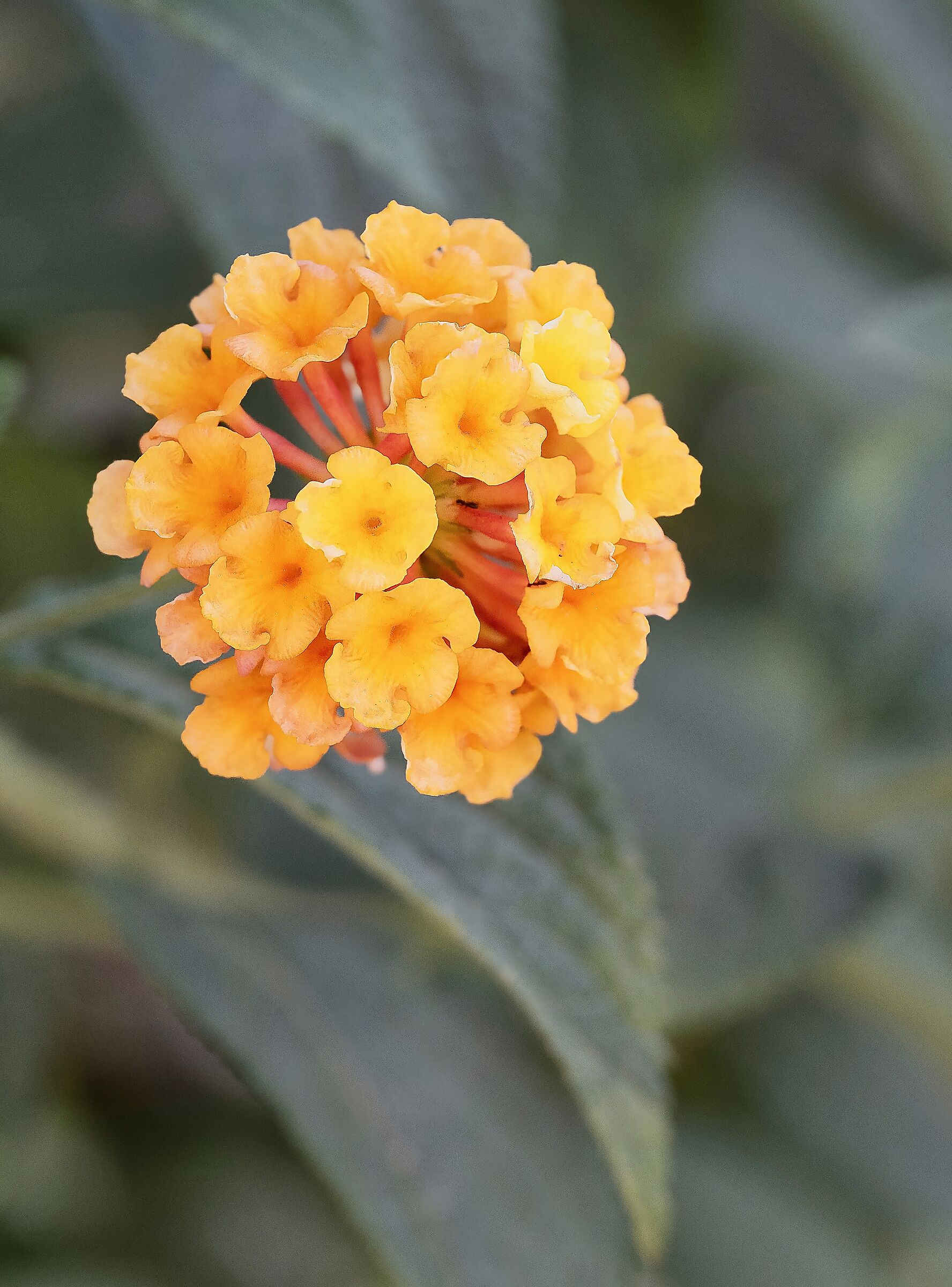 Lantana Camara