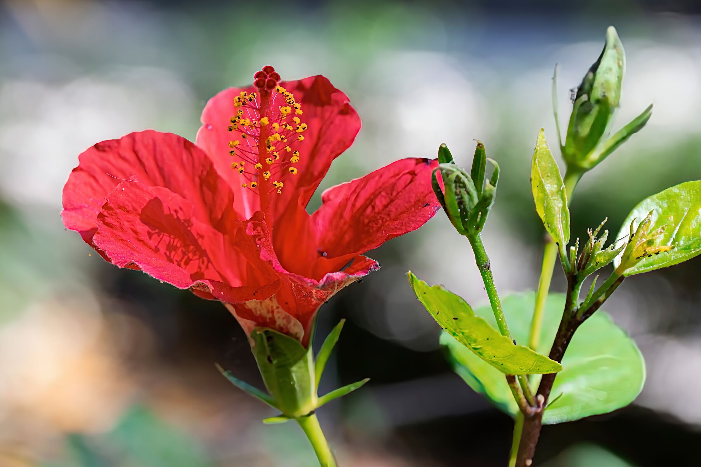 Ibisco rosso