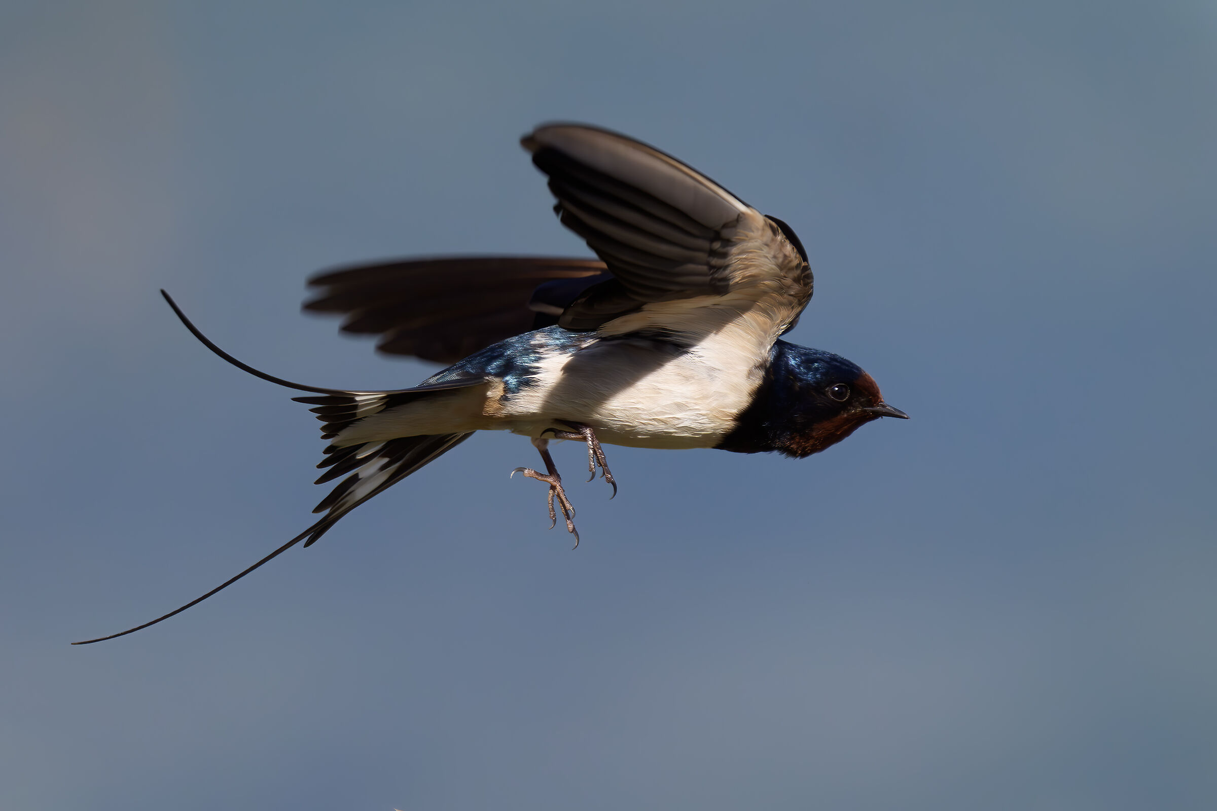 Swallow