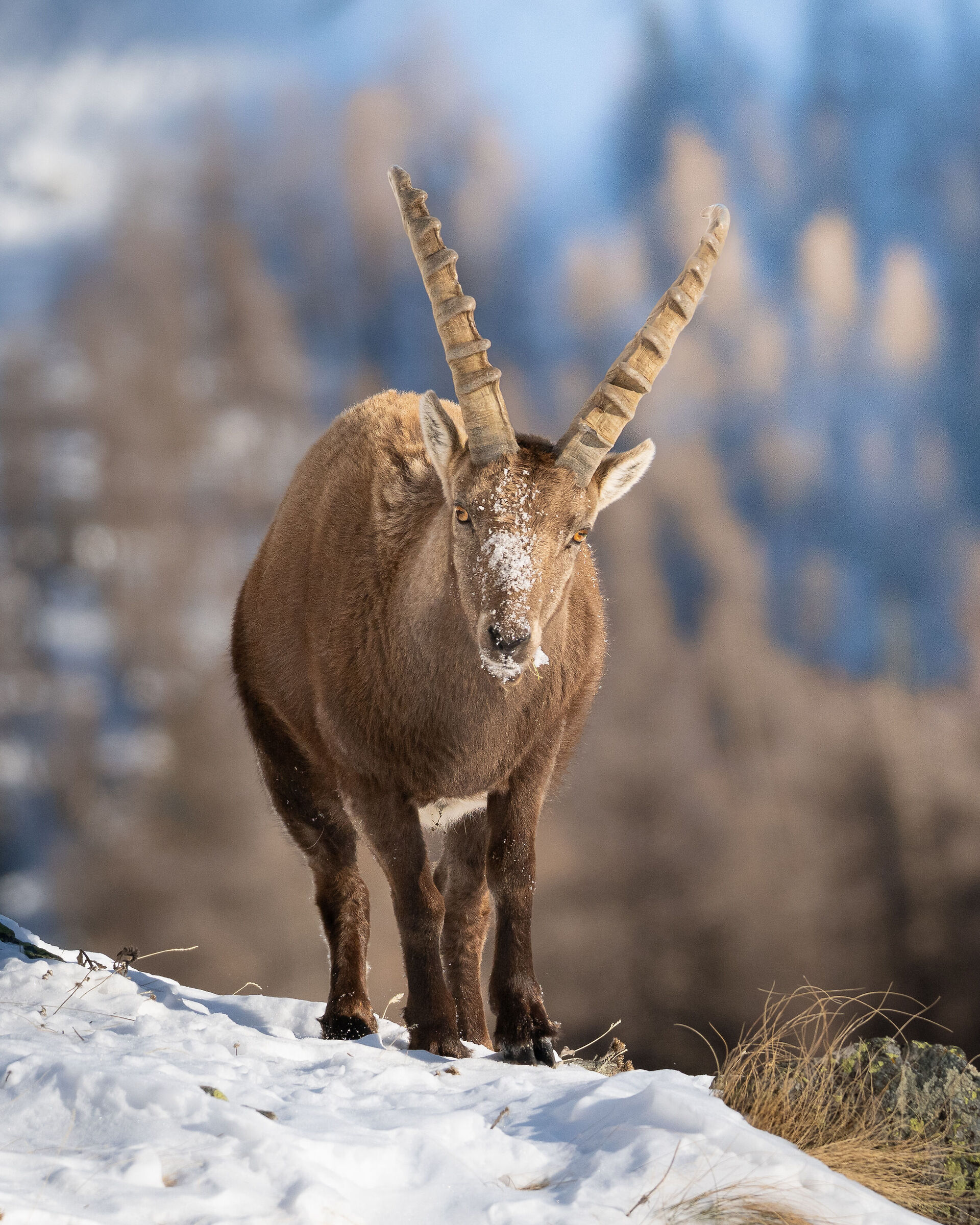 Sguardo di uno stambecco al Gran Paradiso