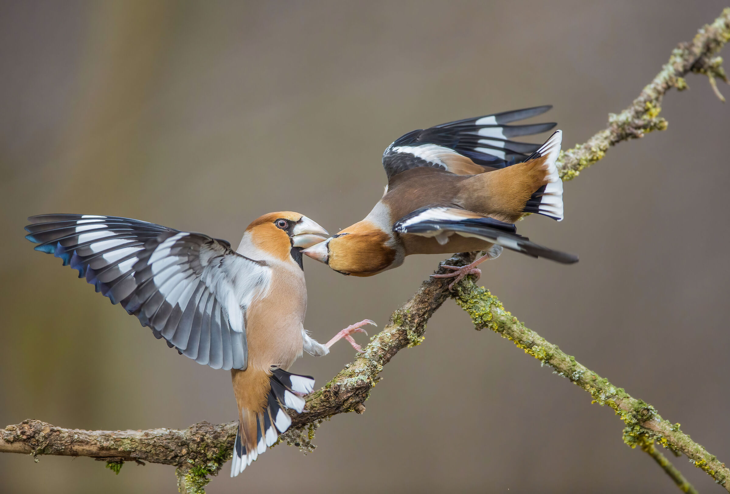 Coccothraustes coccothraustes