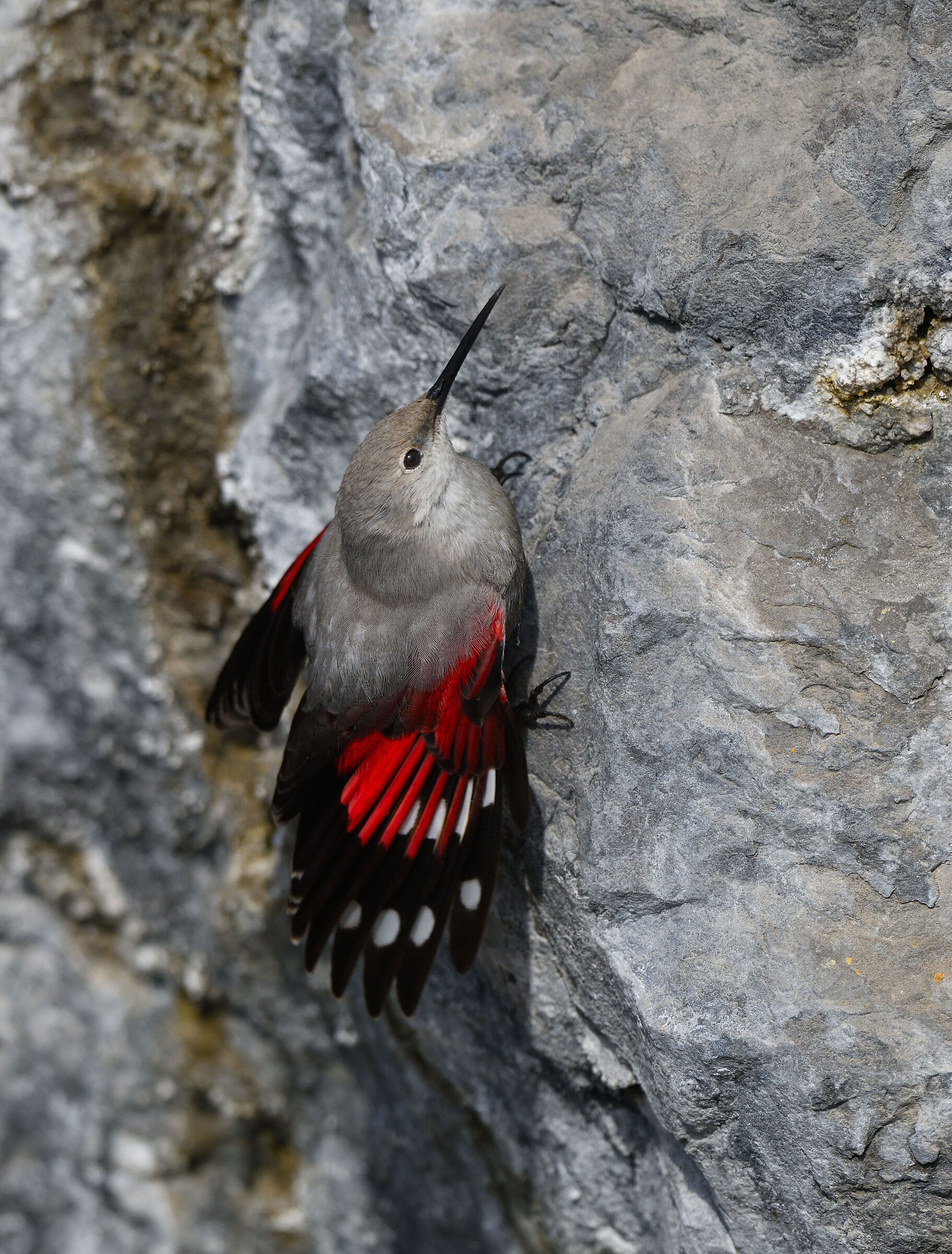 Wallcreeper