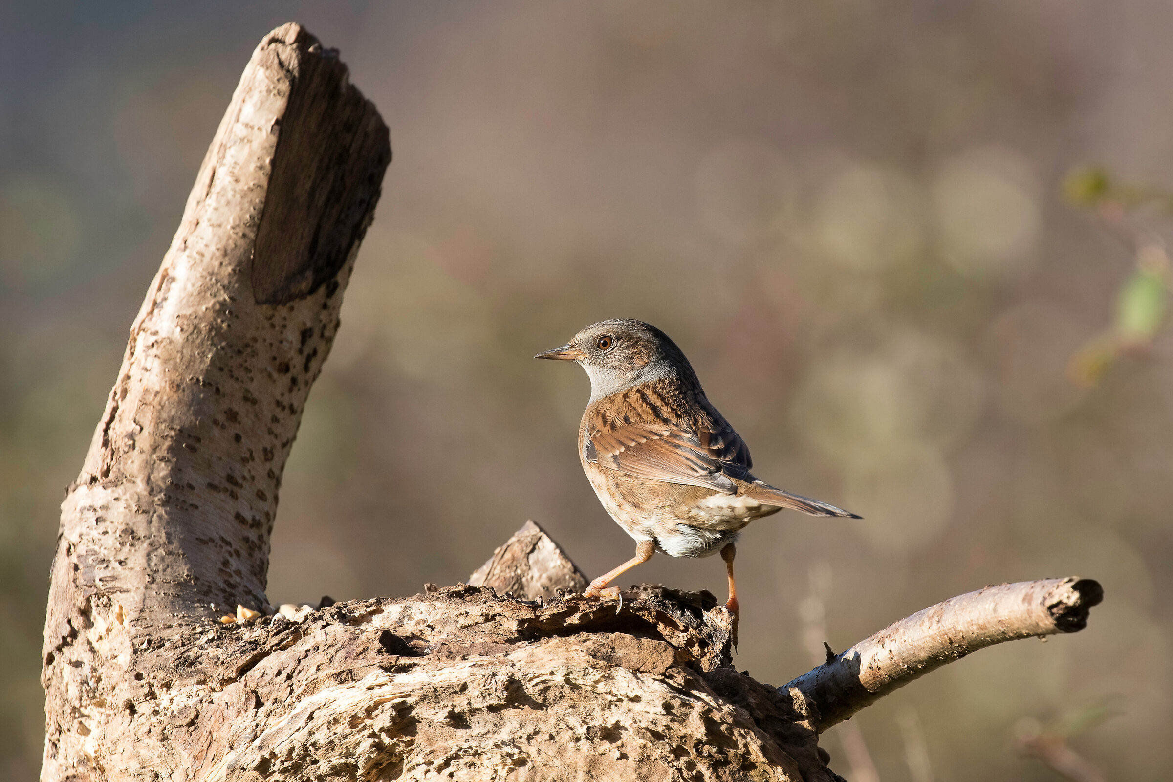 Passera scopaiola