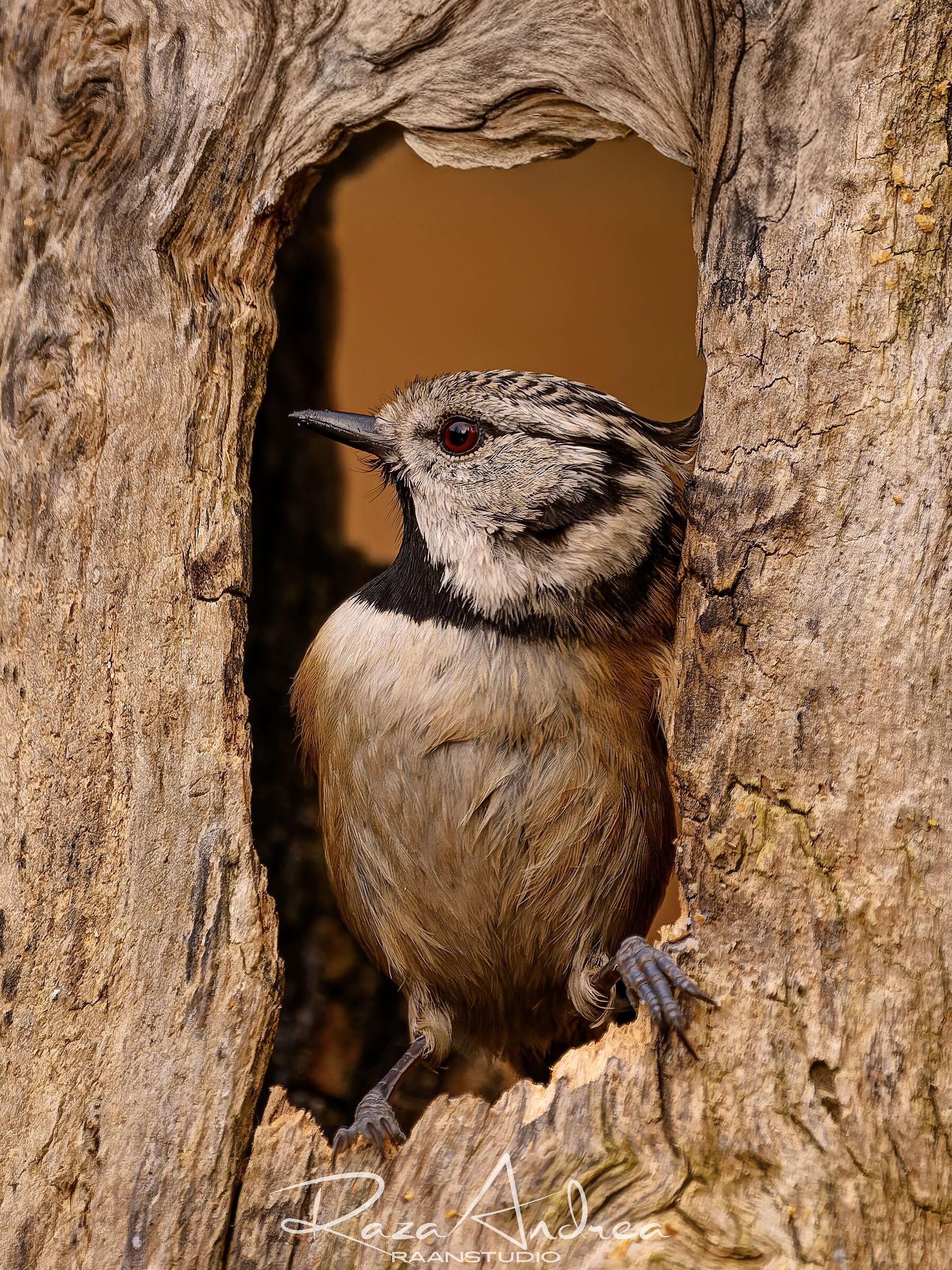 The at the window