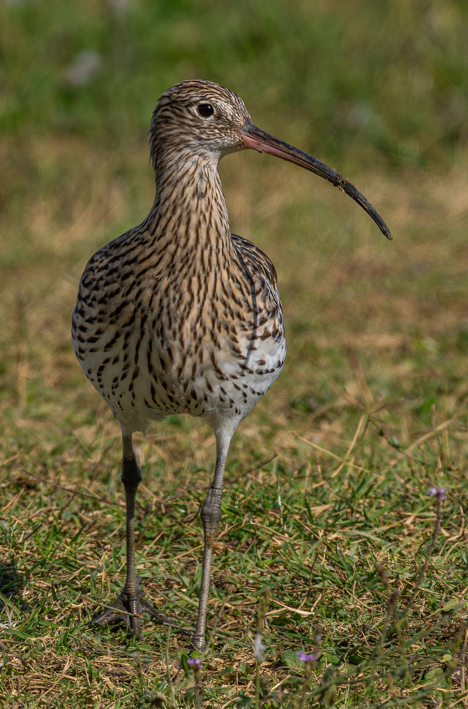 Greater Curlew
