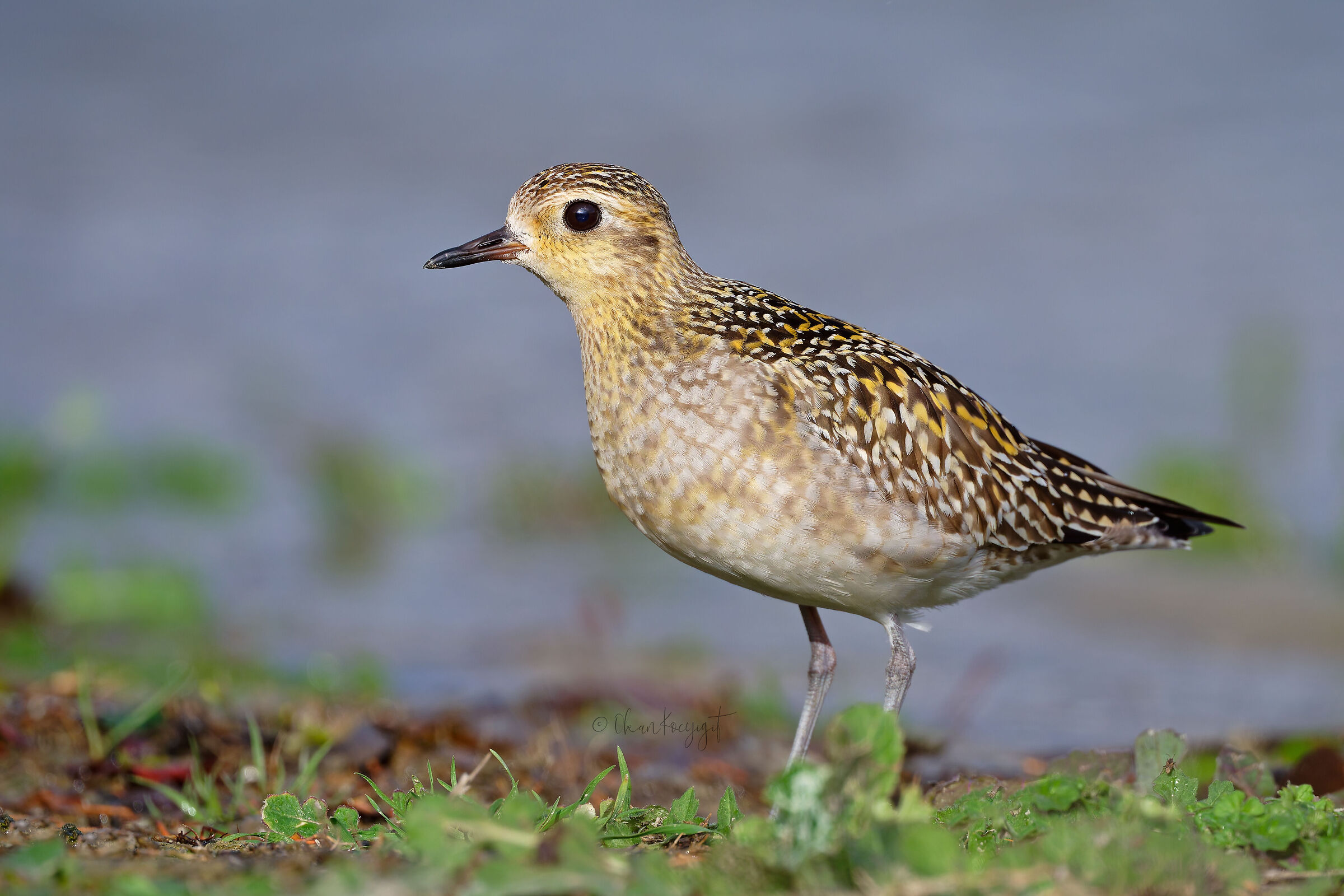 Piviere dorato del Pacifico