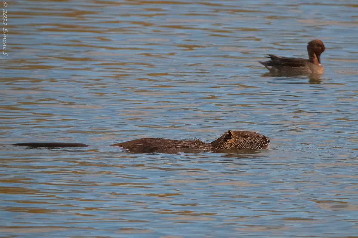Nutria