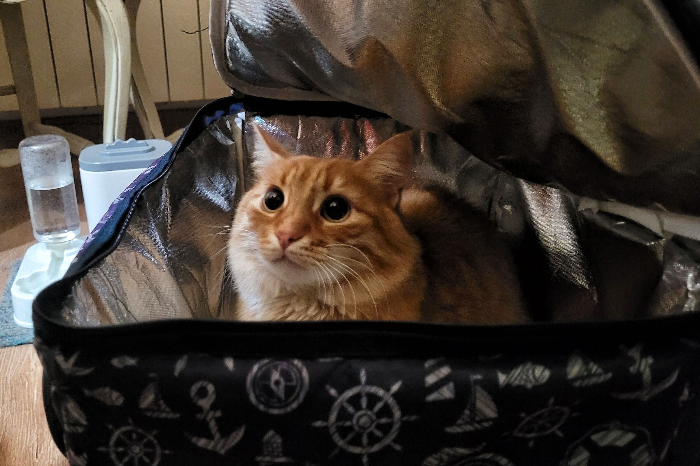 Non dire gatto se non ce l'hai nel sacco