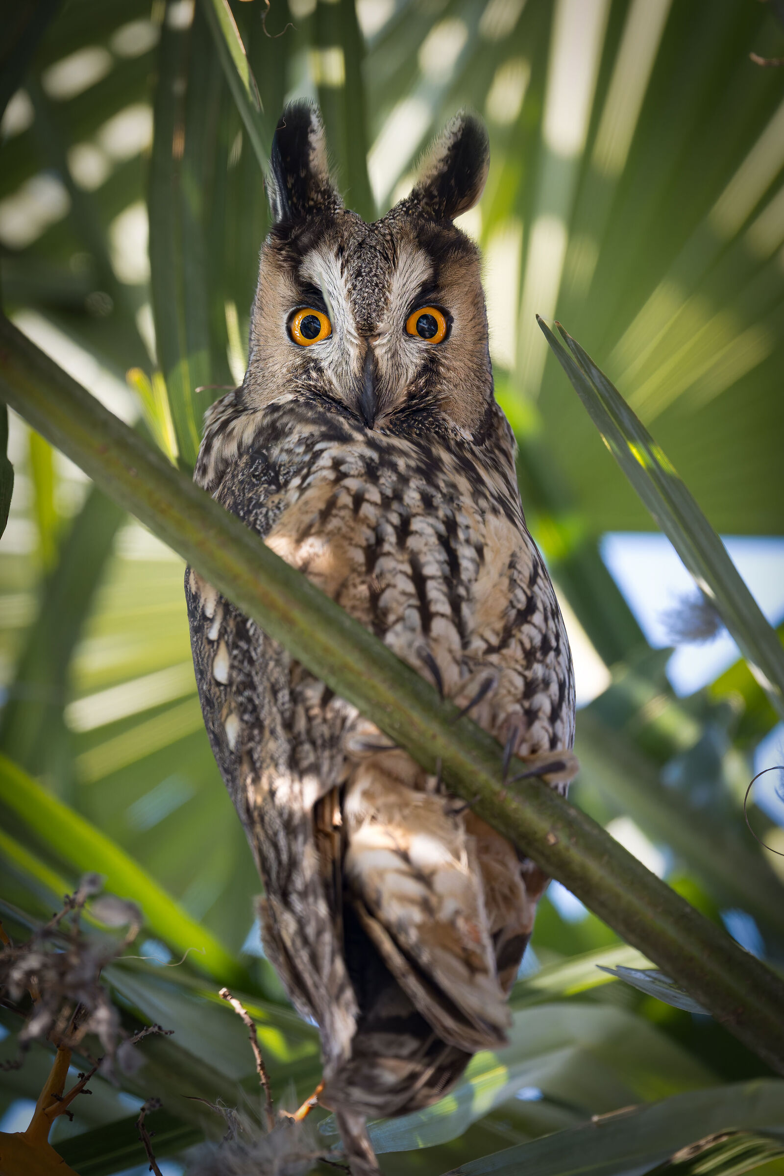 Gufo Comune ( Asio otus )