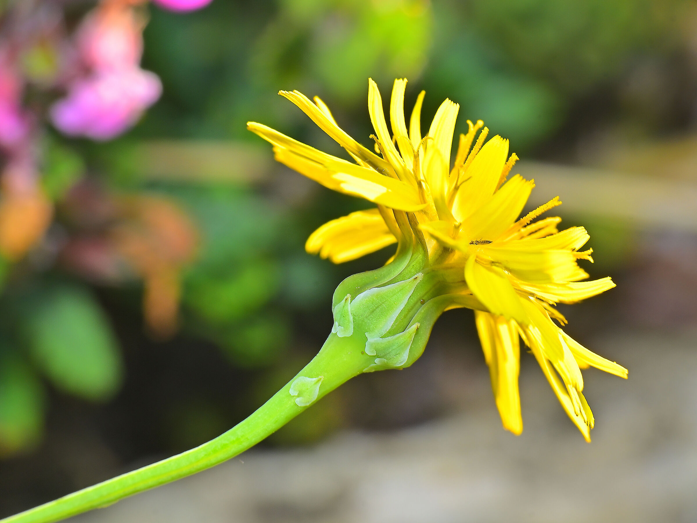 Dandelion with tinasottero