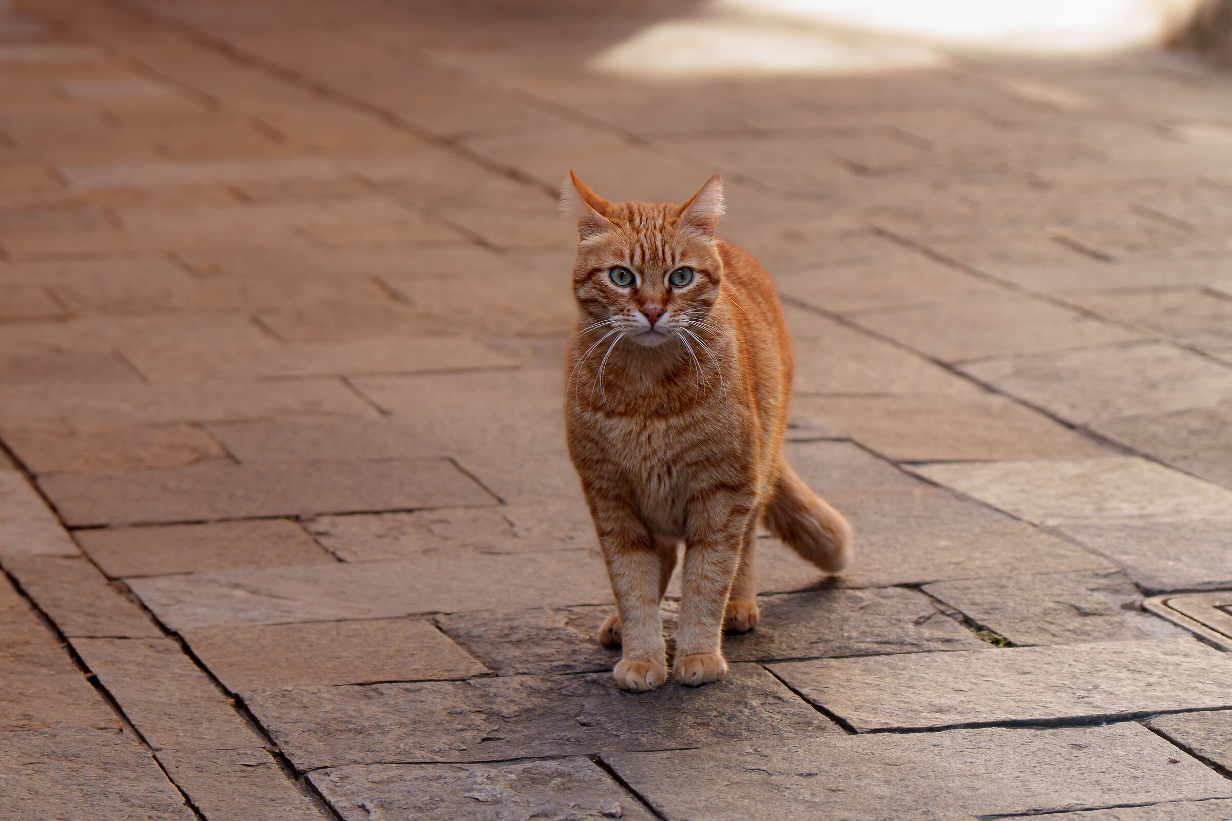 A zonzo per il paesello