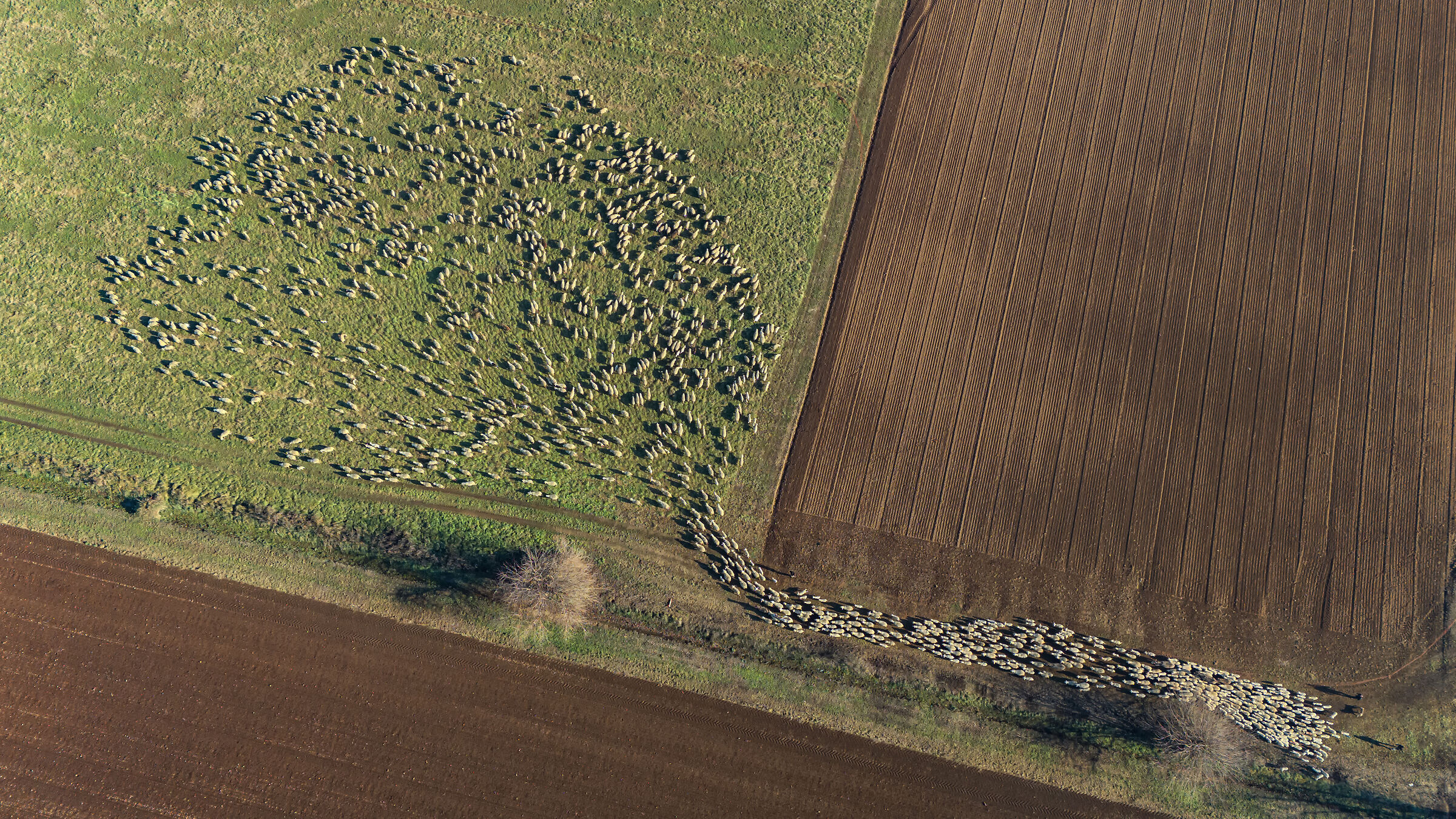 From chaos to order...