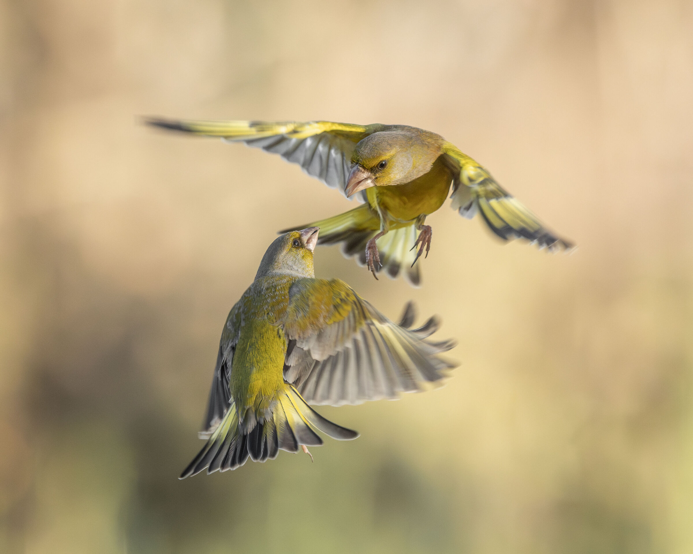 bird fighting