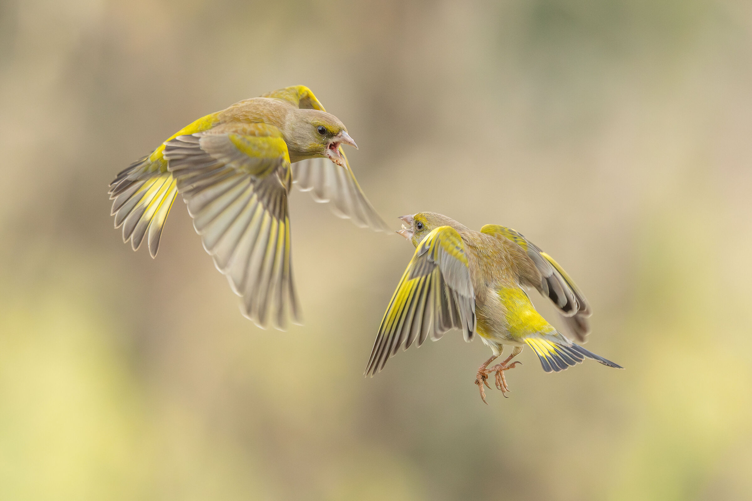 bird fighting