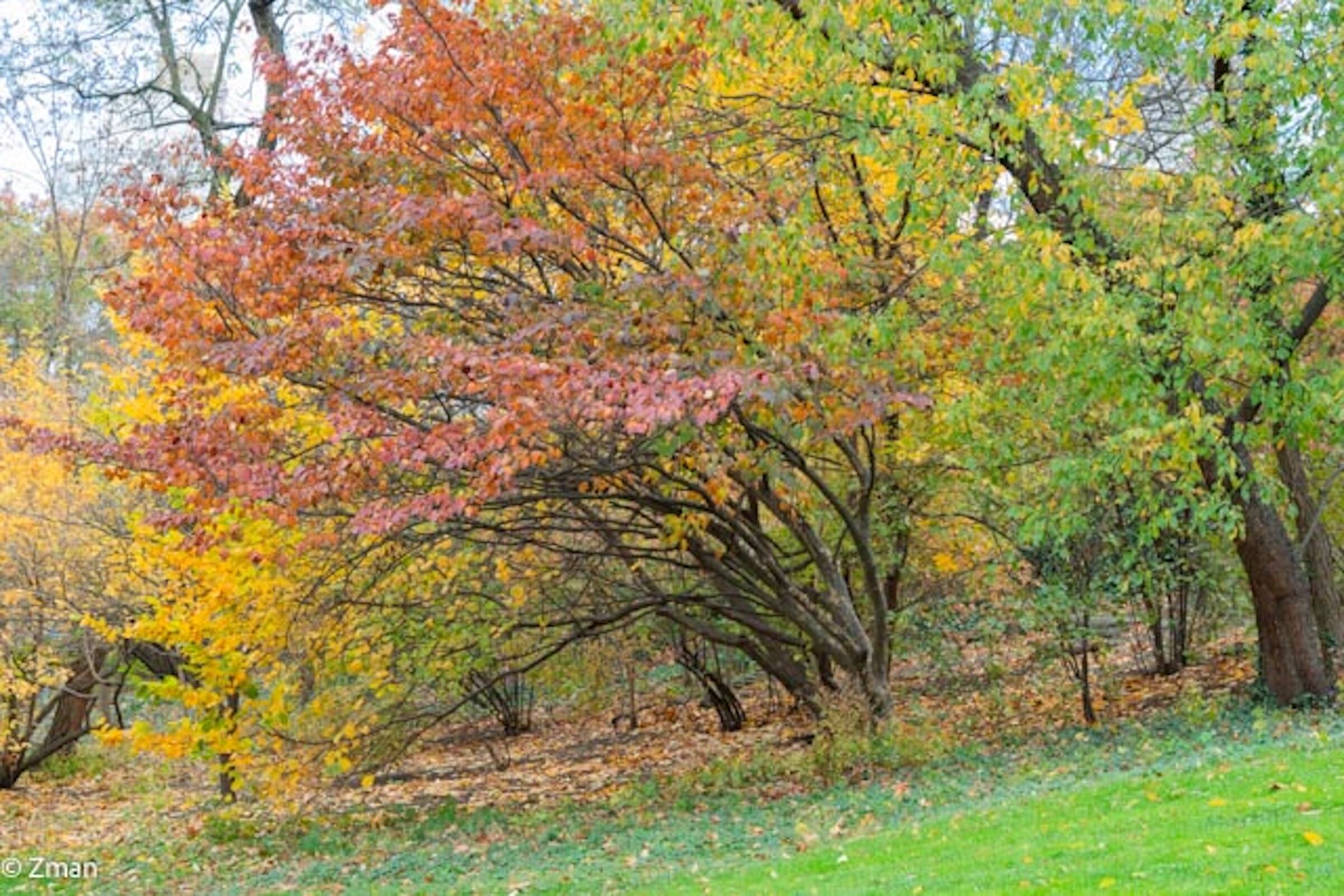 Caleidoscopio Autunnale a Colori Autunnali a Central Park.