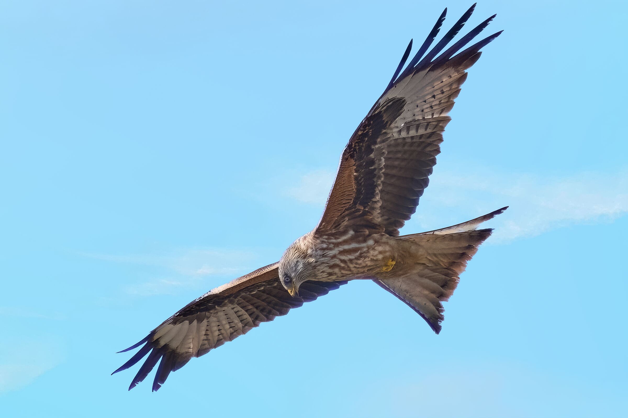 Red Kite