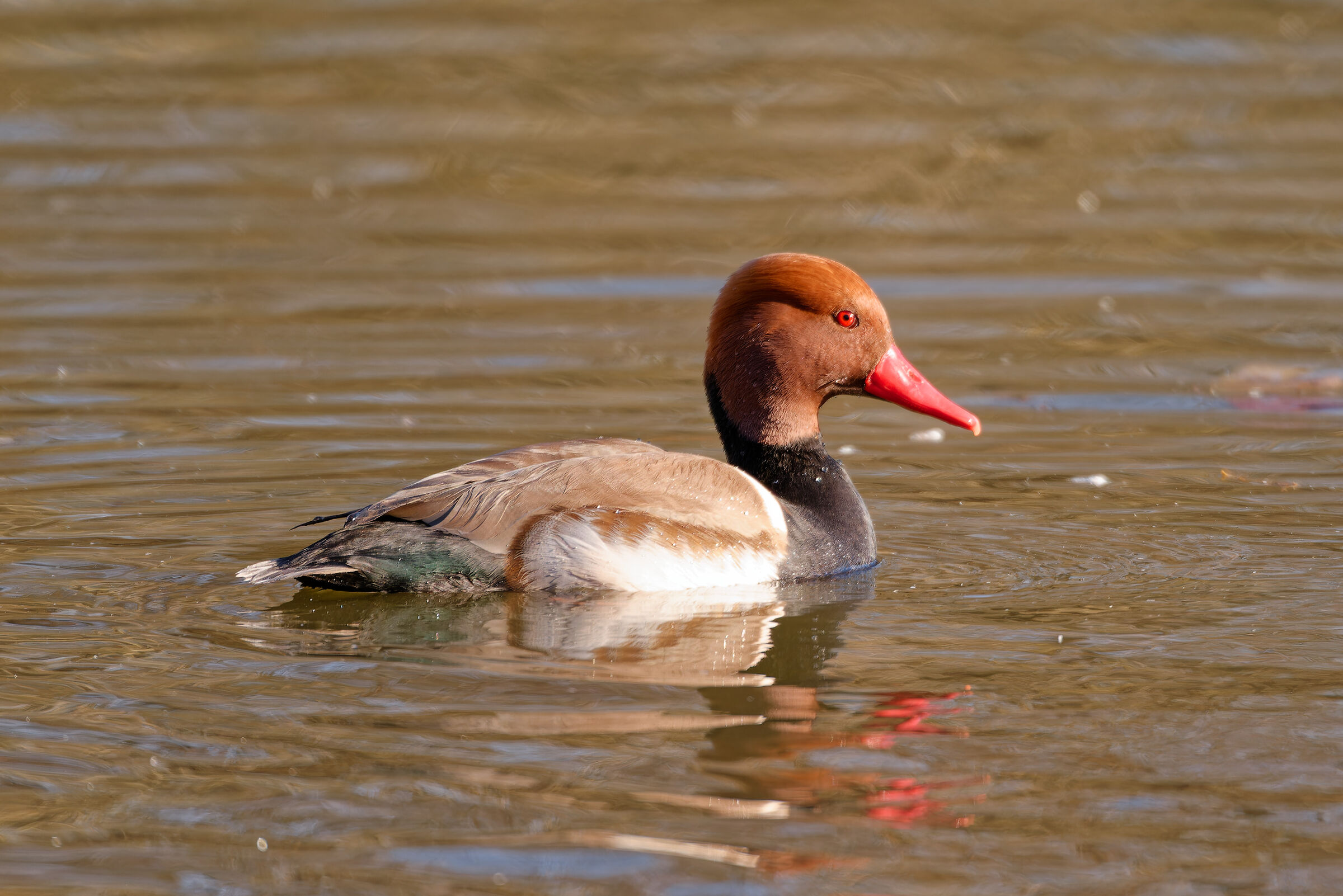 Pochard