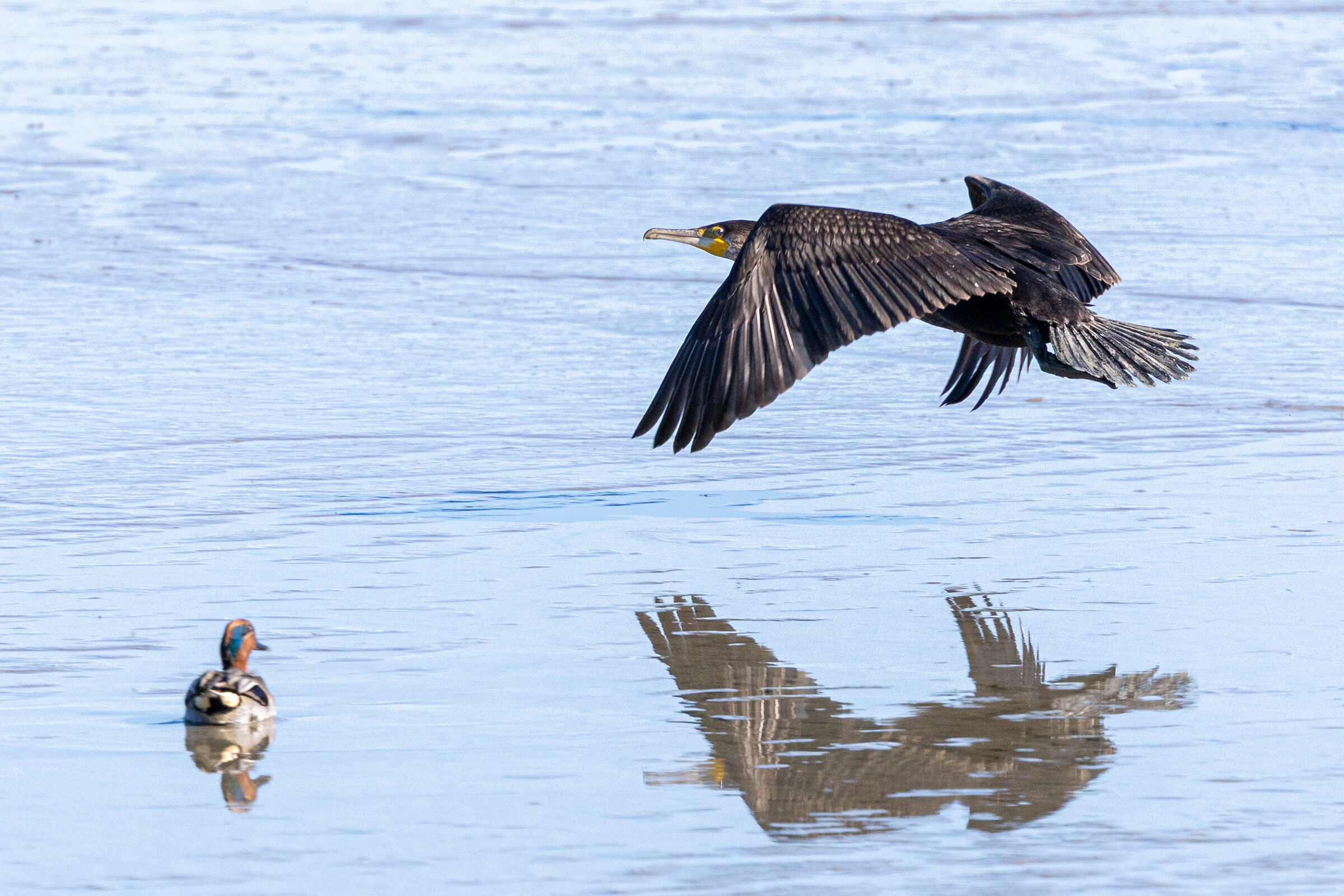 Il sorvolo del Cormorano