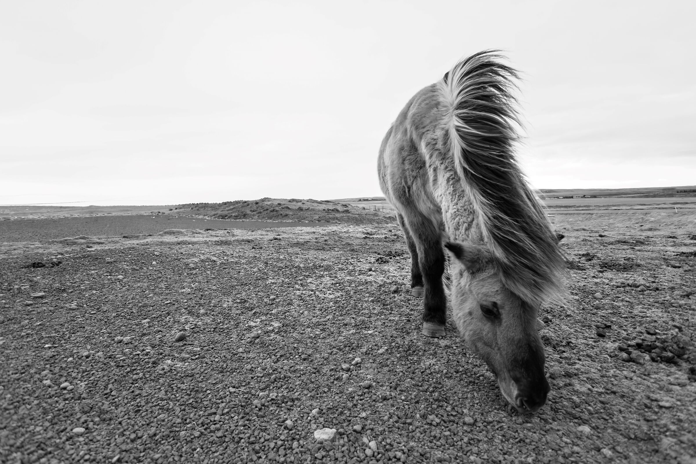 A horse with no name