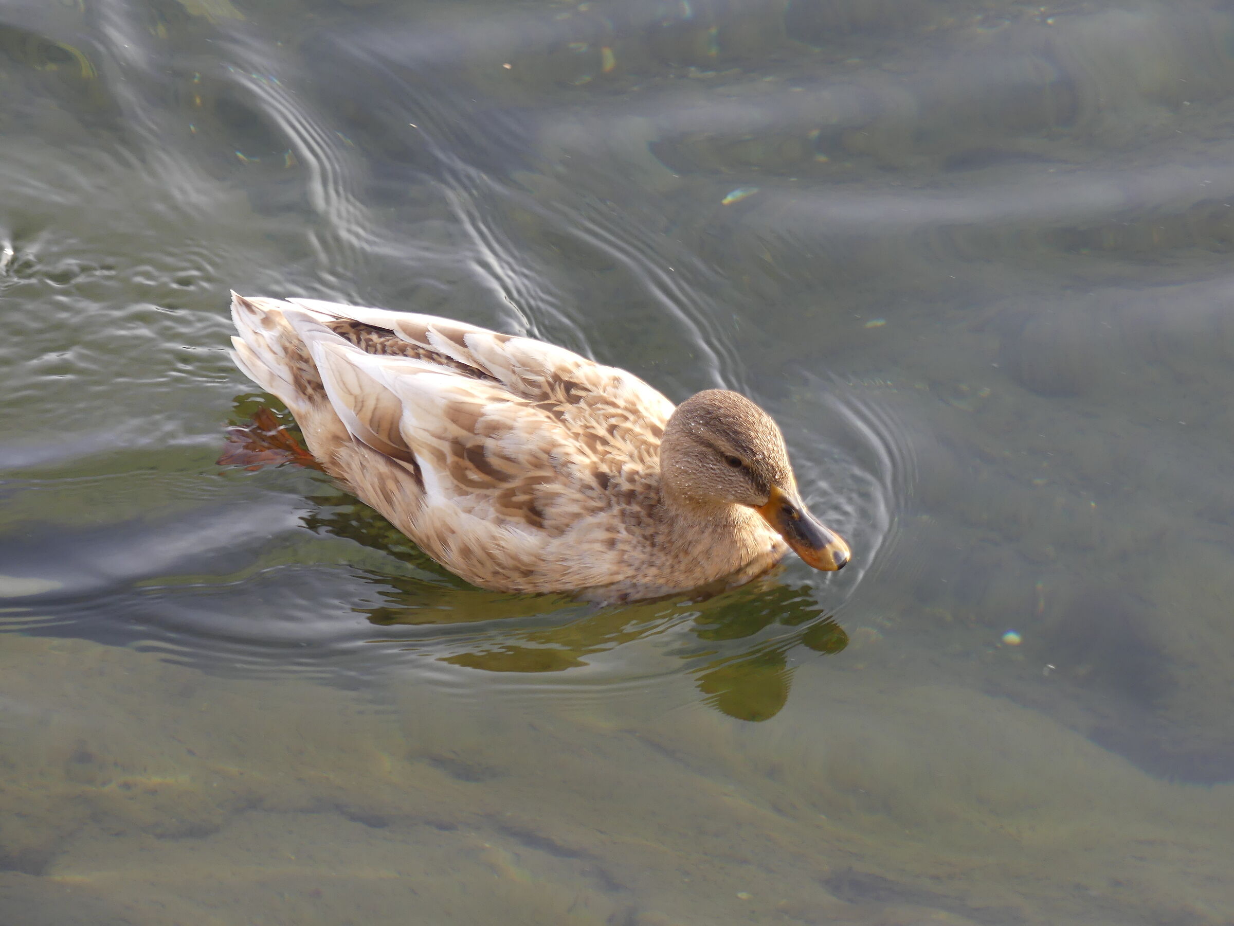 femmina di germano strana