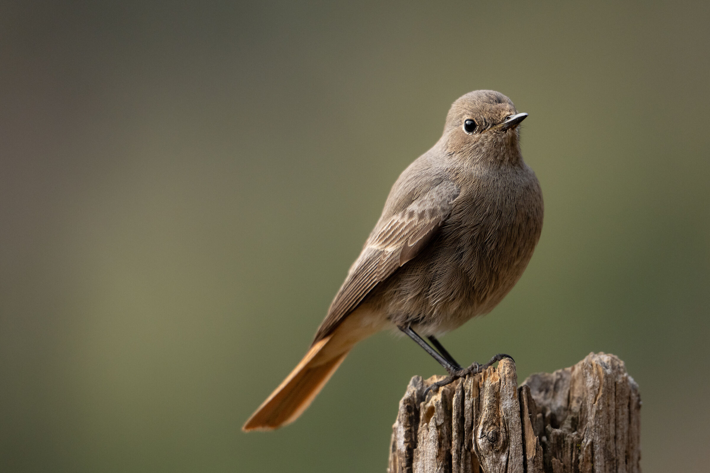 Batuffolo di codirosso