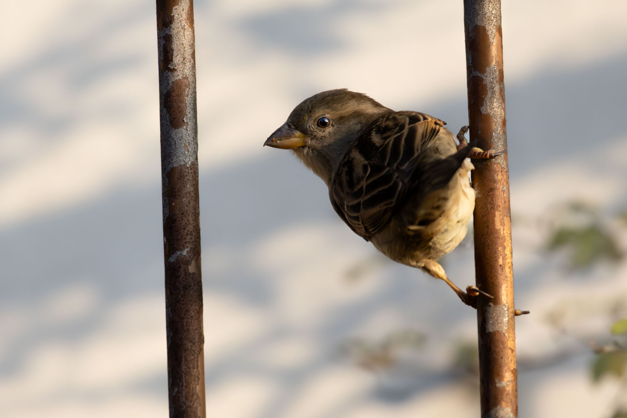 Passera d'Italia at the bars