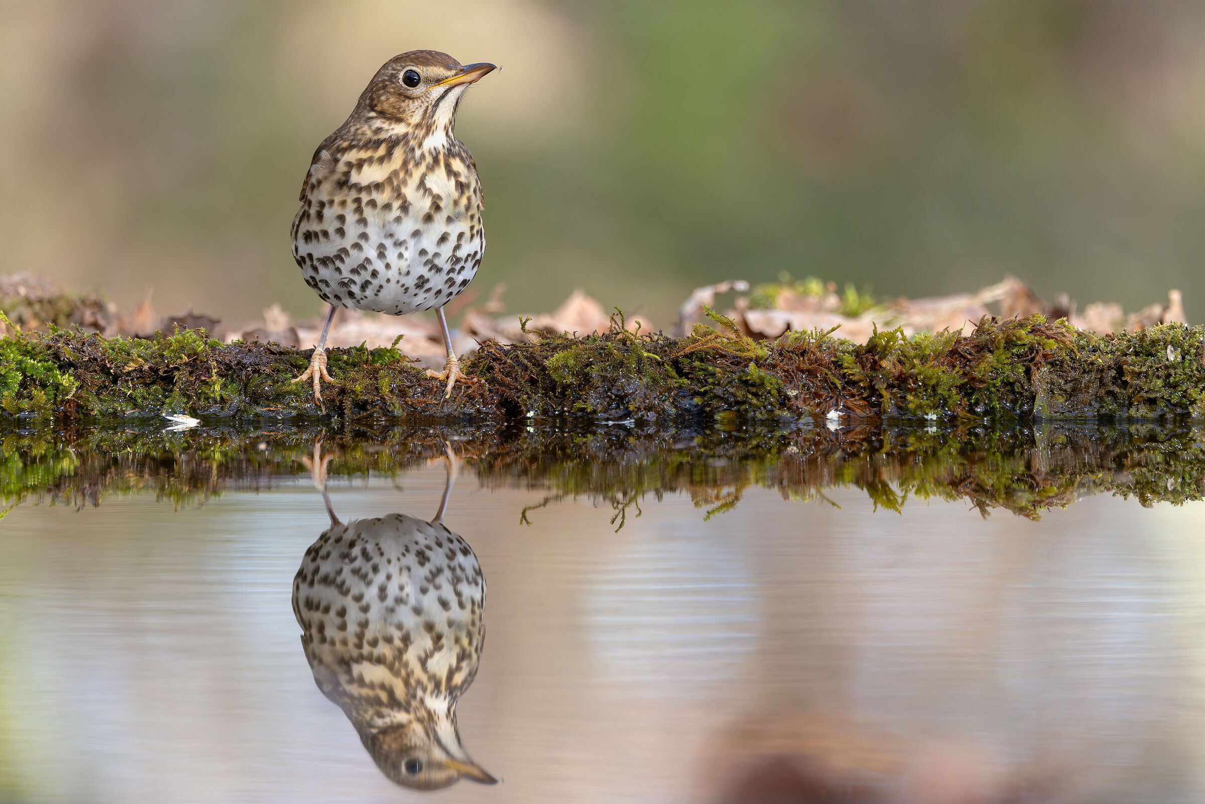 Song thrush