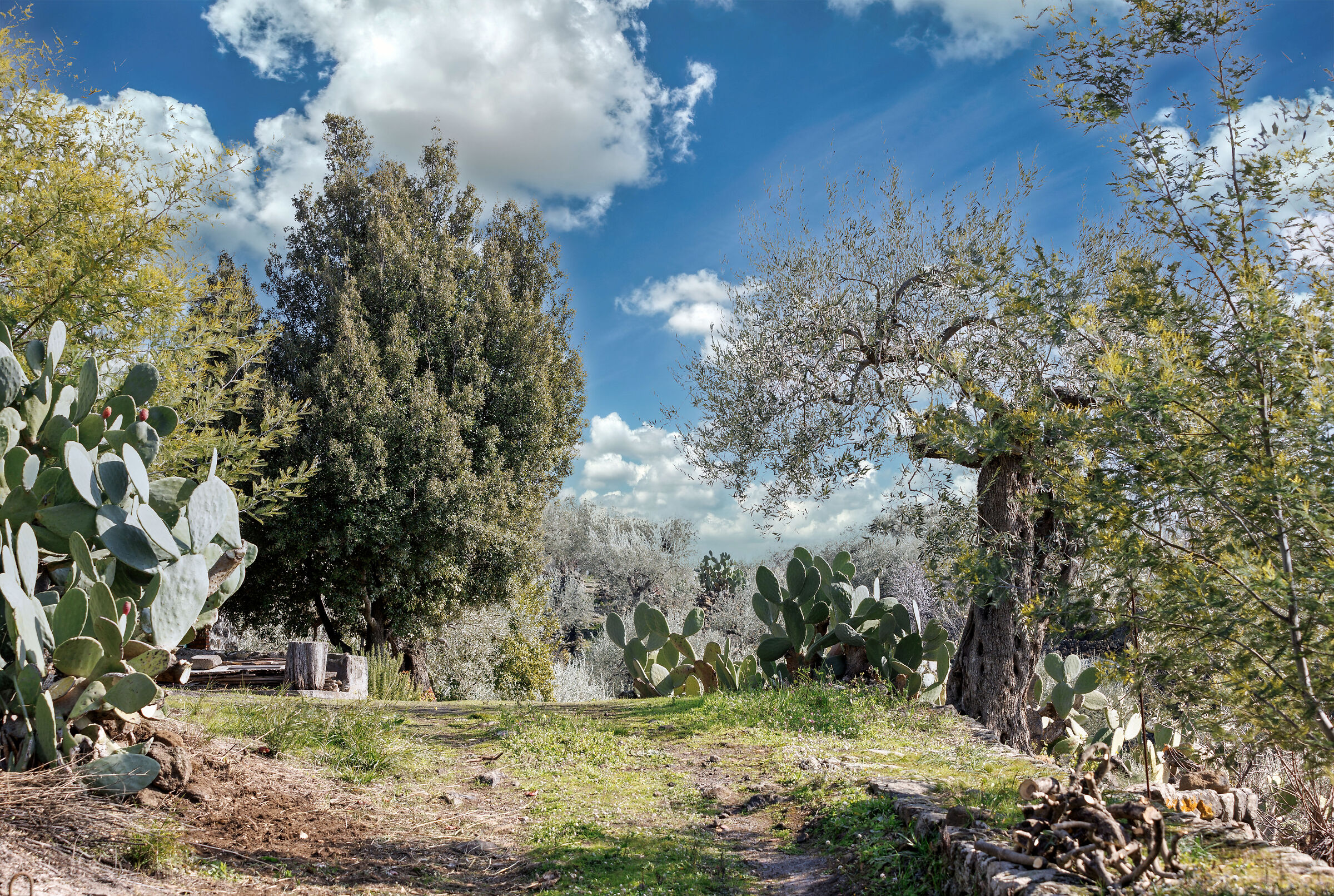 Zen garden, olive grove
