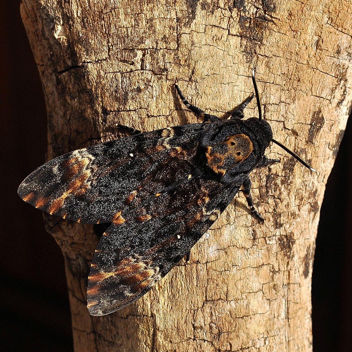 Acherontia atropos