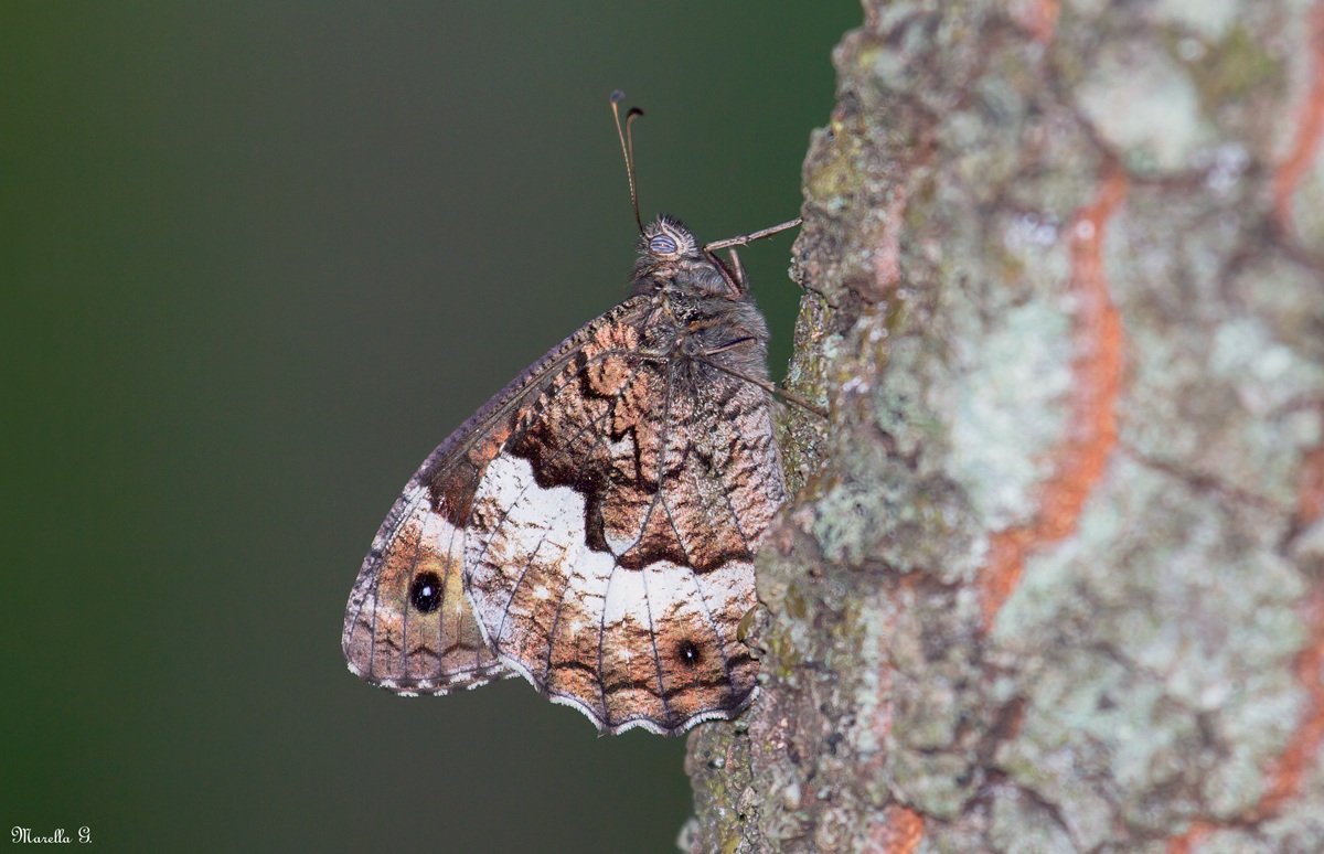 Simil-corteccia (Hipparchia statilinus)