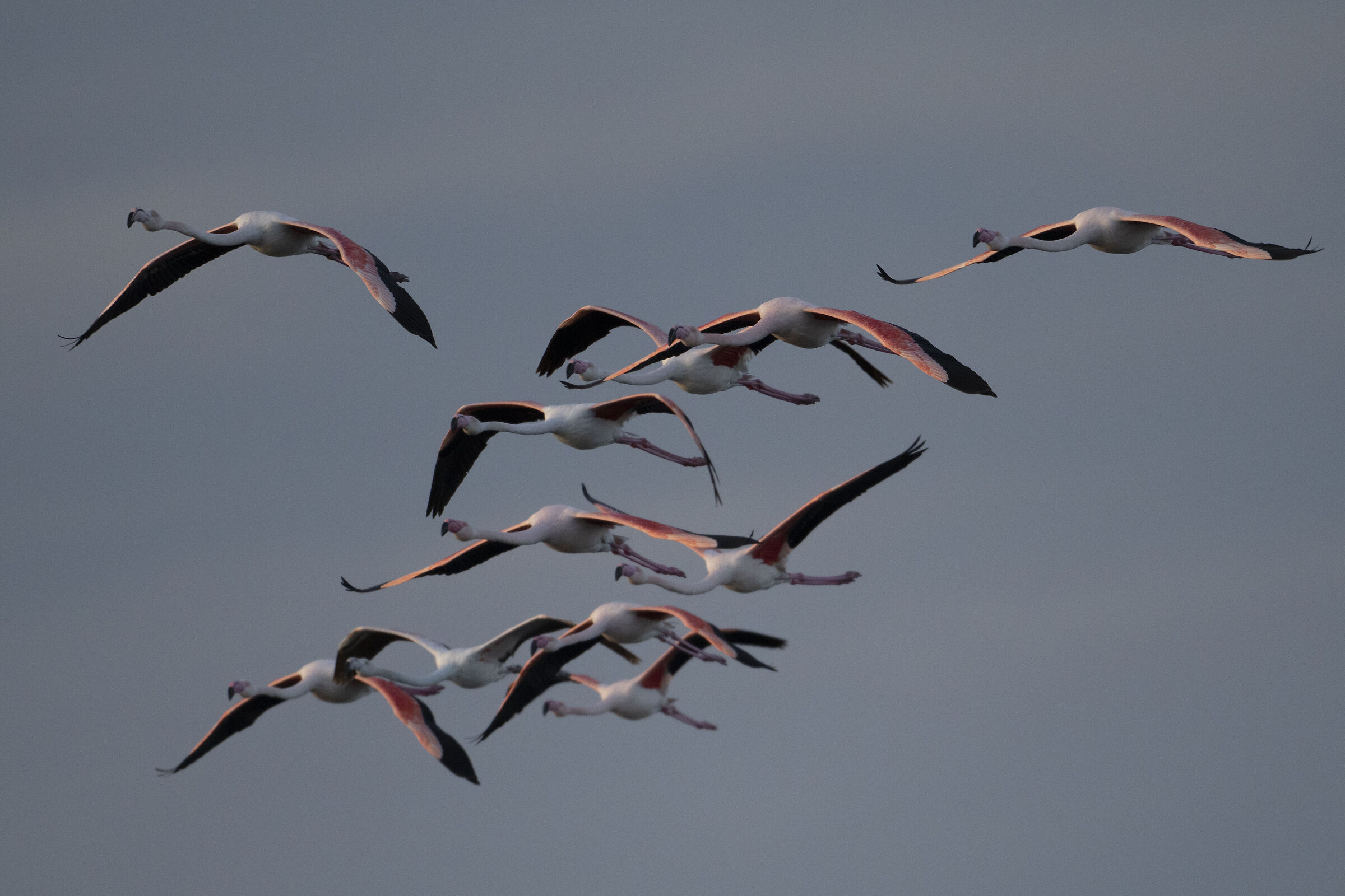 fenicotteri all'alba