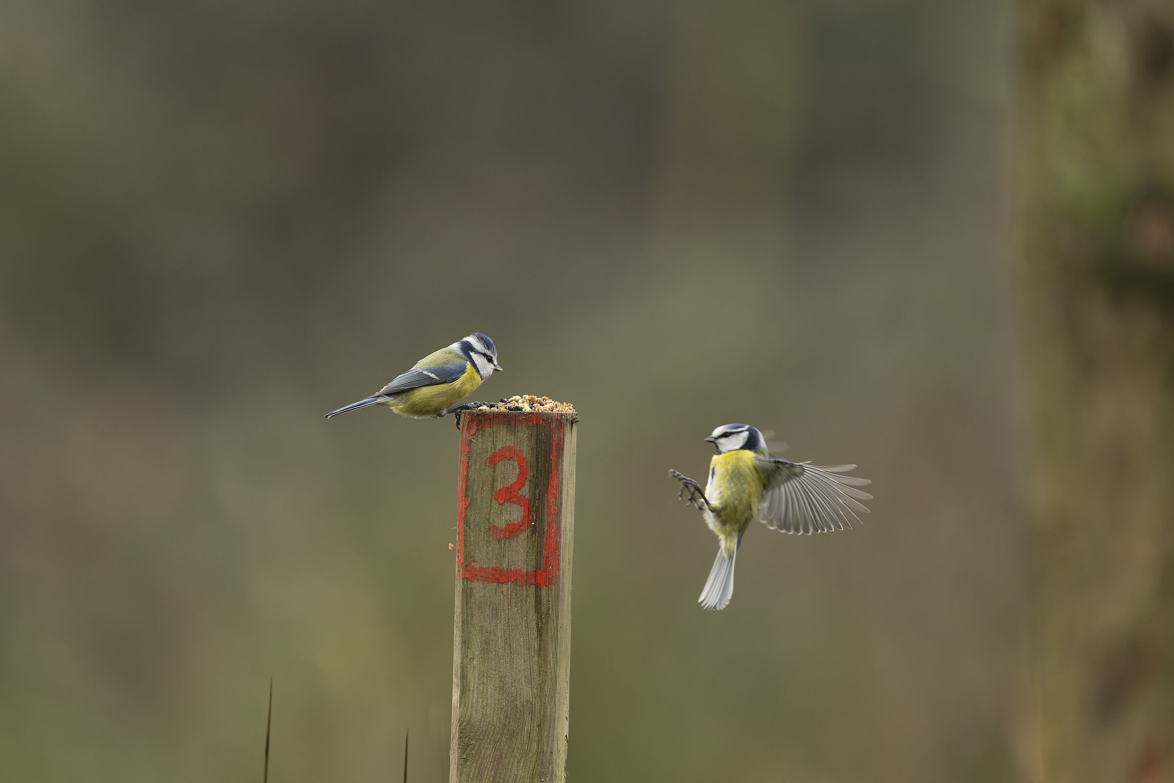 Invito a cena al tavolo nr. 3