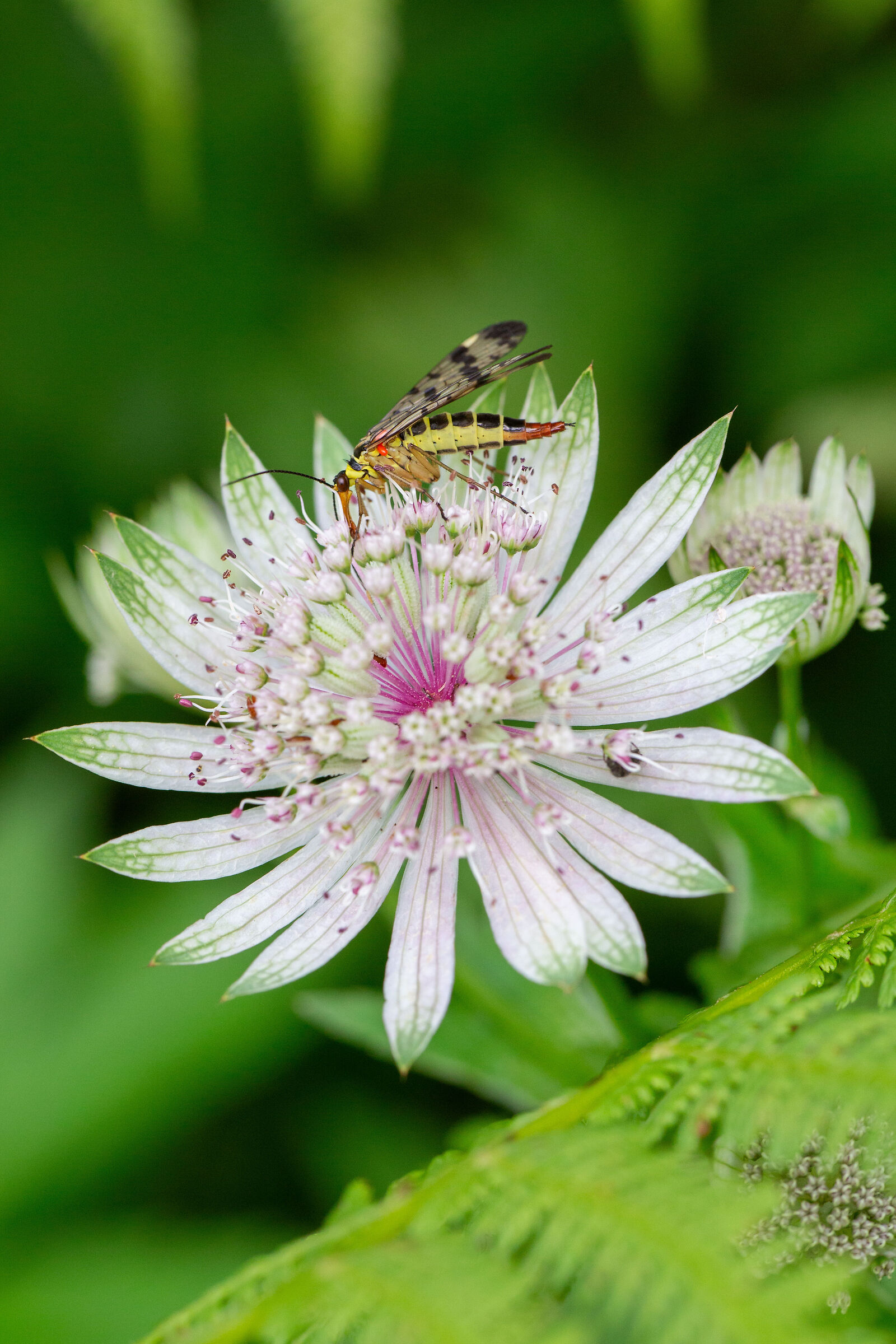 Insect on flower