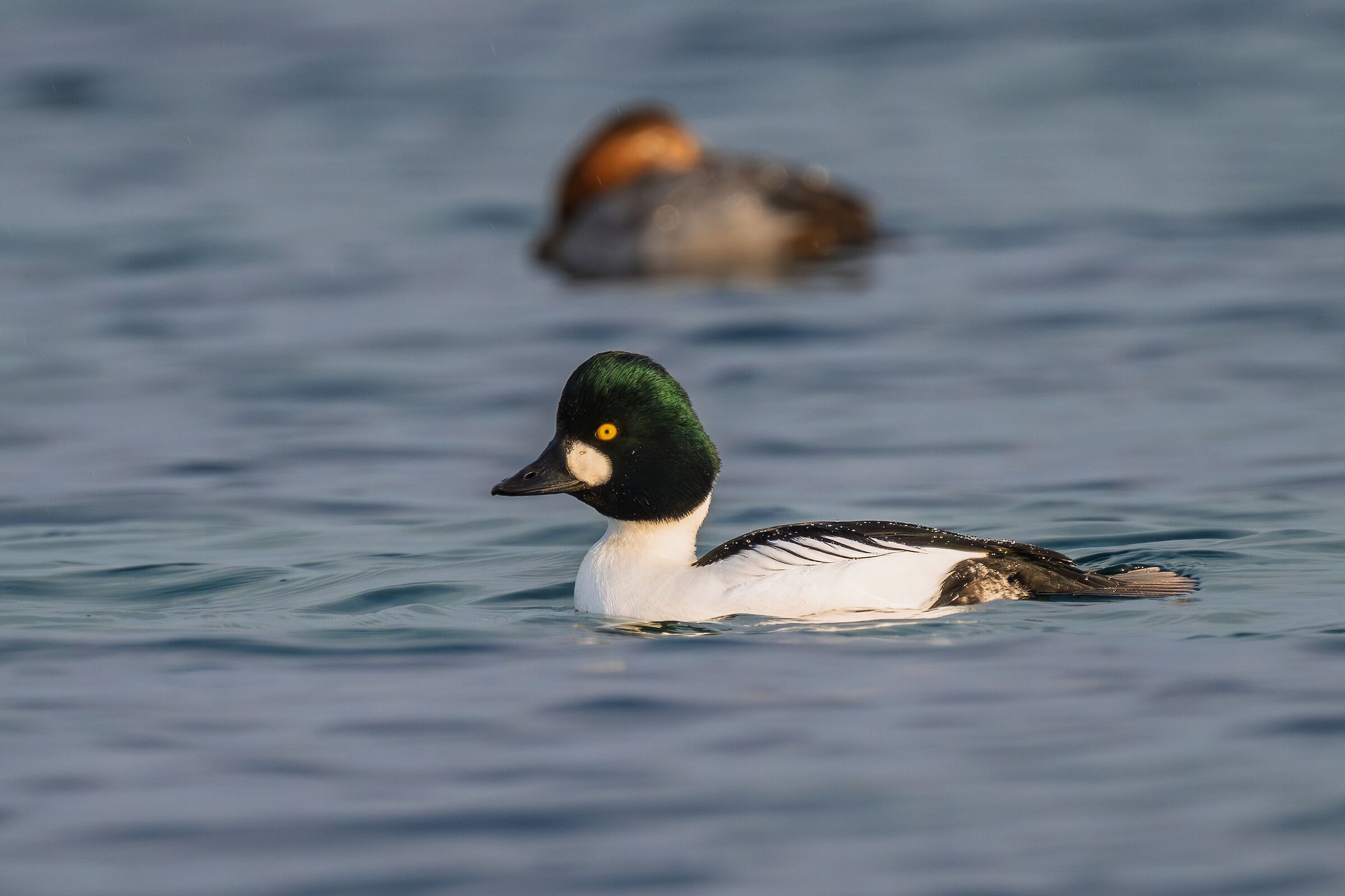 Male Goldeneye and Pochard